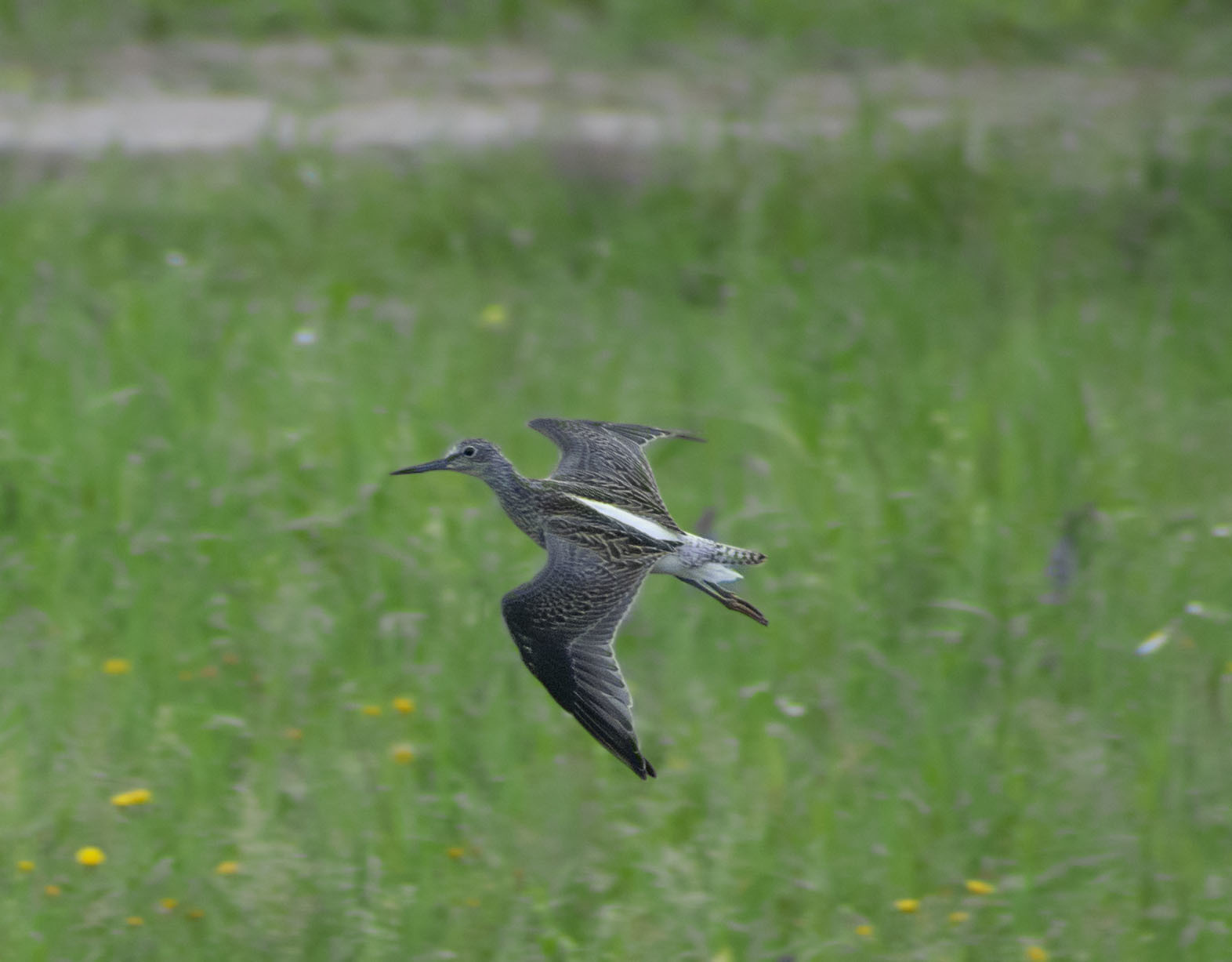 How I spent this summer - My, Ornithology, Birds, how i spent it, Summer, Nature, Moscow region, Schelkovo, Longpost