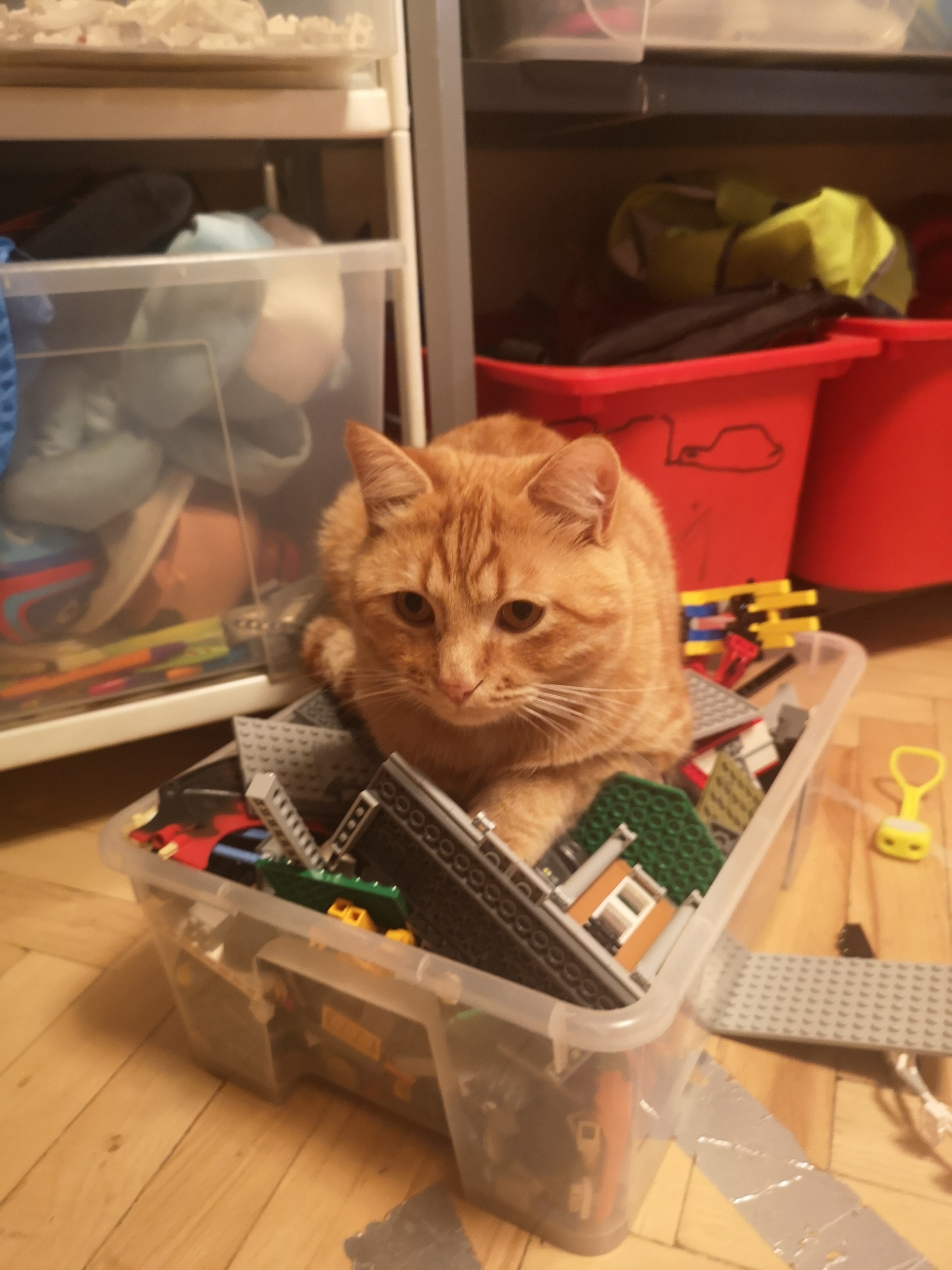 Когда настолько любишь коробочки - Моё, Кот, LEGO, Сон, Коробка, Длиннопост, Рыжие