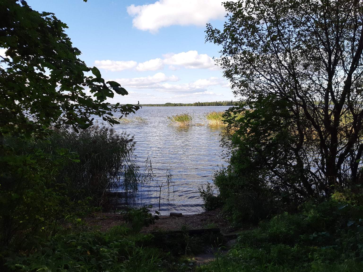 A walk near Lake Sestroretsky Razliv. Saint Petersburg - My, Sestroretsky spill, Lake, Sestroretsk, Saint Petersburg, The photo, Walk, Walk in the woods, Longpost