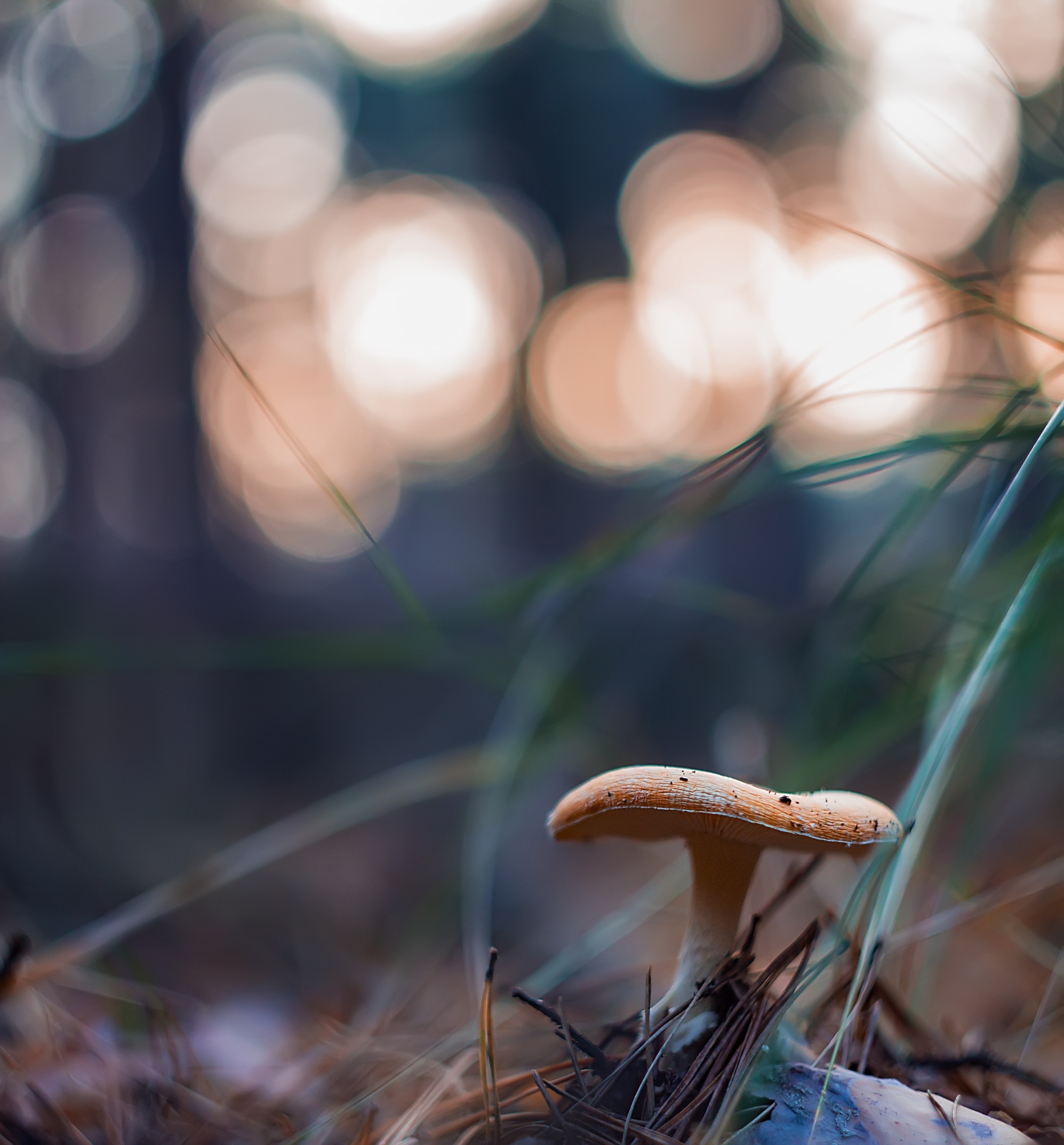 Some mushrooms) - My, Mushrooms, The photo, Autumn, Longpost