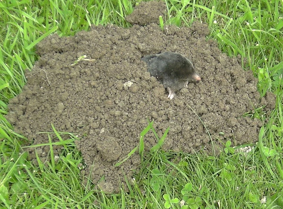 An ordinary mole is an extraordinary underground dweller - Mole, Zoology, Longpost