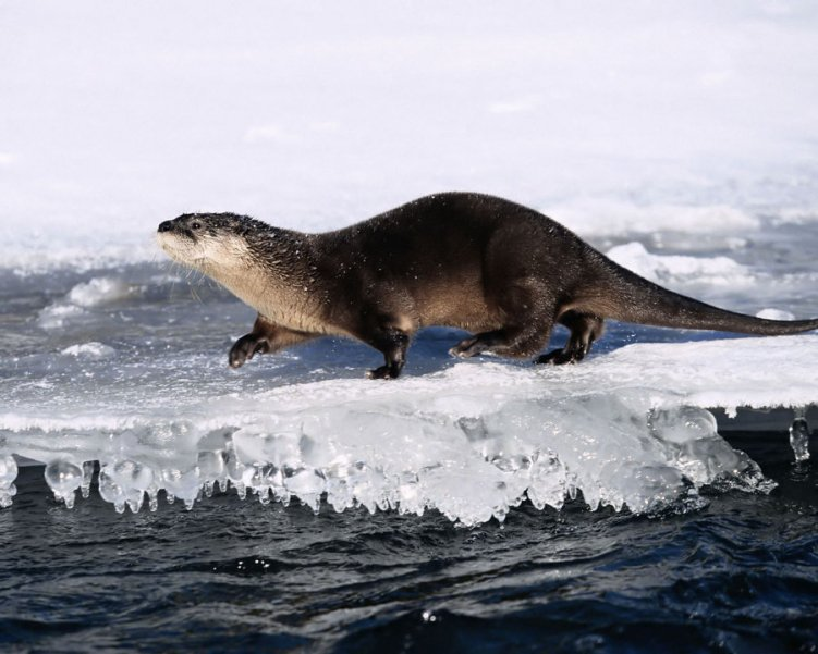 Slide! - Otter, Wild animals, North America, The national geographic, Longpost