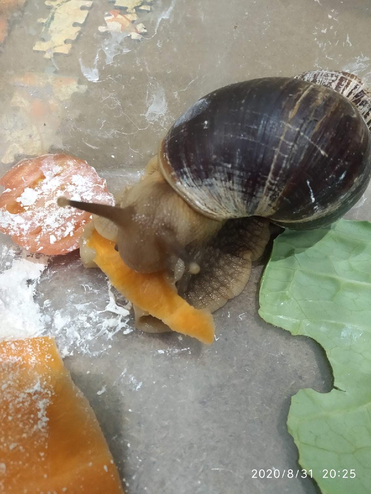 My little Geri!) - My, Achatina, Snail, Longpost