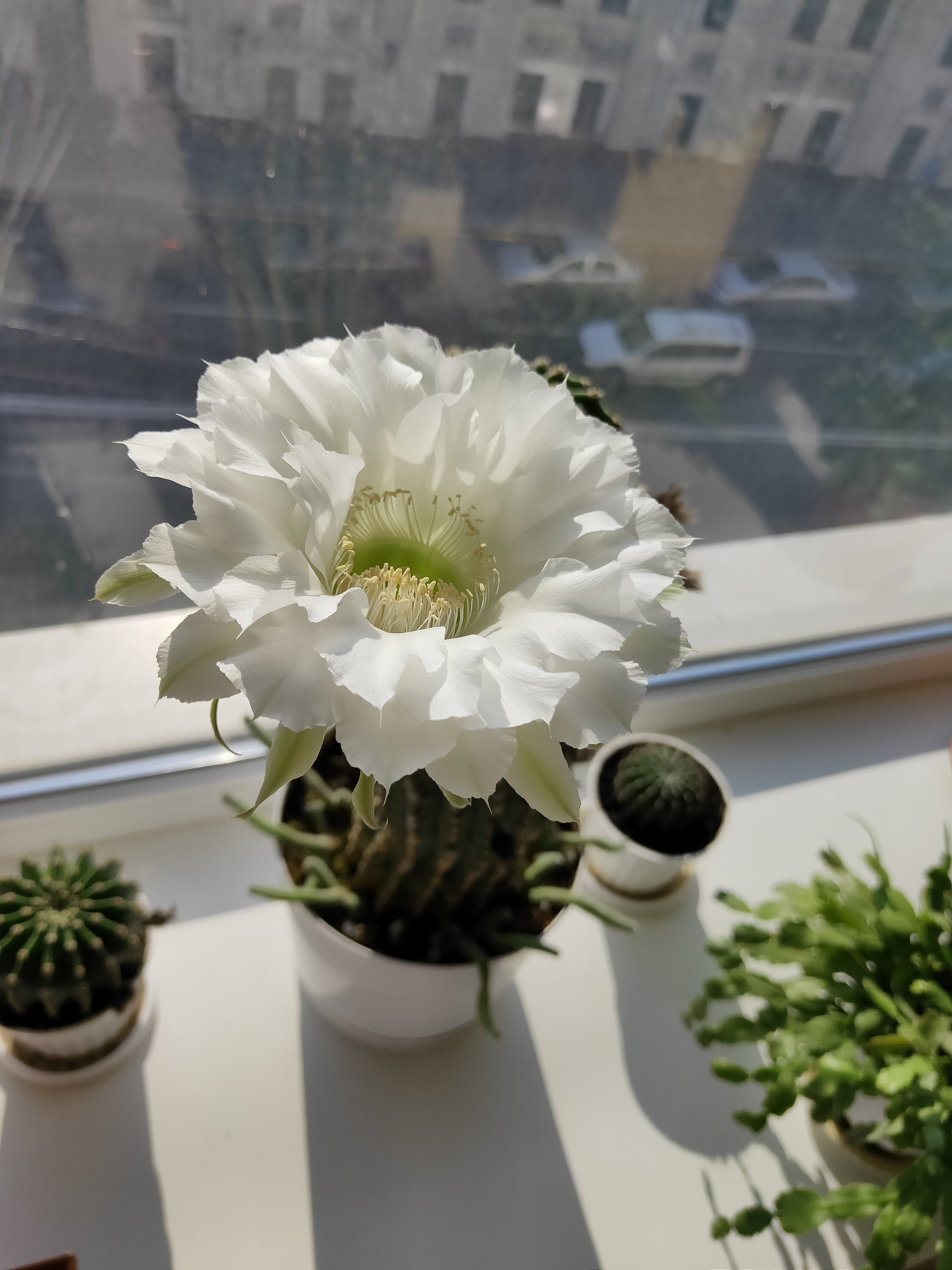 Cacti in bloom - My, Cactus, Blooming cacti, Nature, Good mood, Houseplants, Longpost