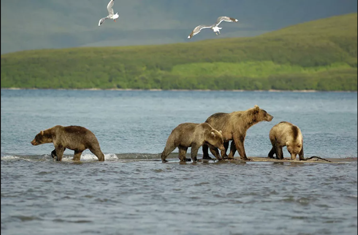 “Splendor and poverty” of Kamchatka. About poachers, gold mining and ecotourists - Kamchatka, Ecology, A fish, Tourism, Longpost