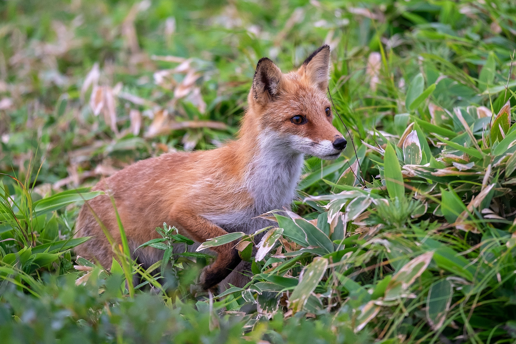 Bamboo owner - My, Fox, Shikotan, Kurile Islands, Animals, The nature of Russia, Дальний Восток, Longpost, The photo