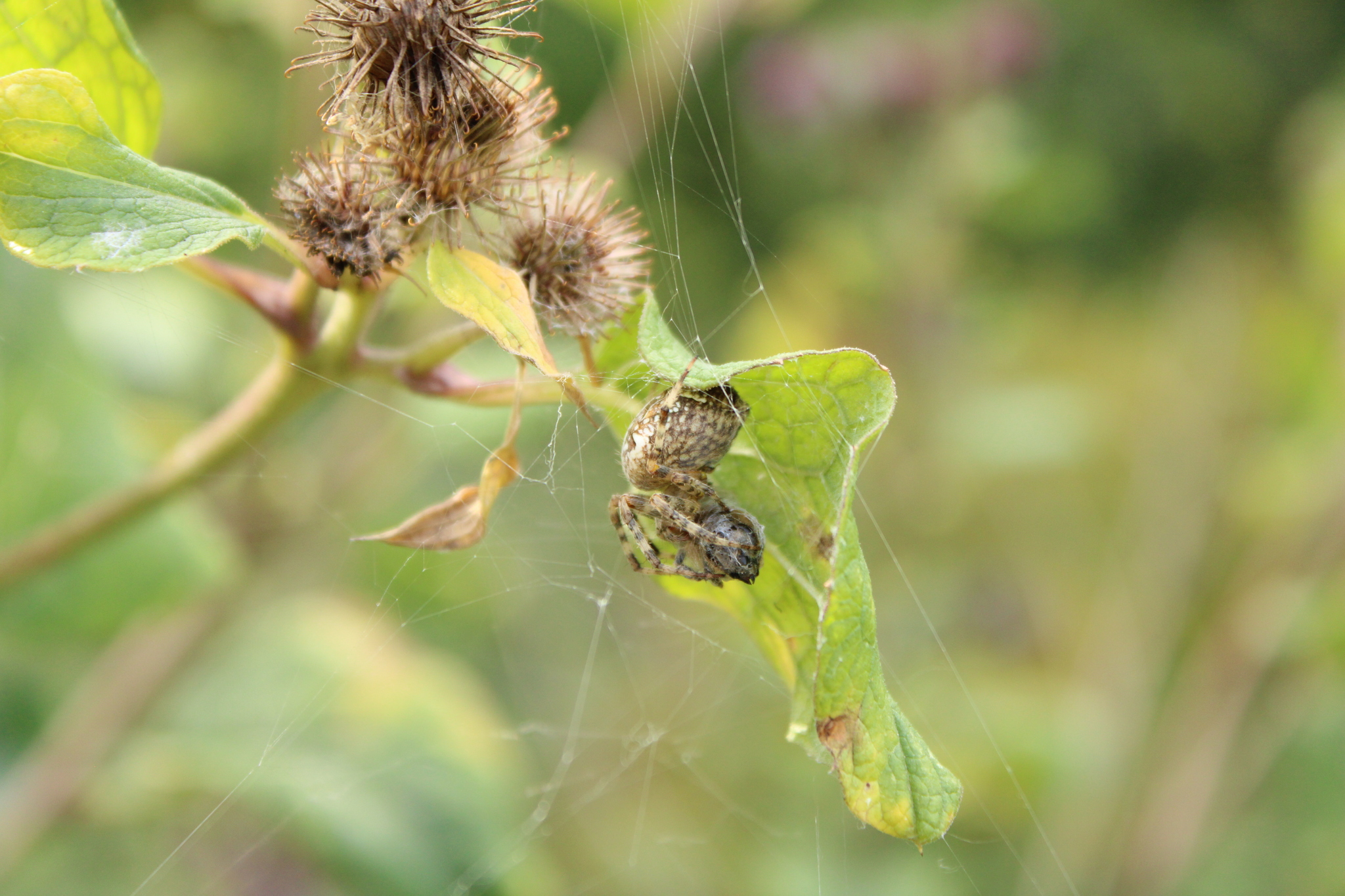 Photos of spider glasses from an arachnophobe - My, I want criticism, The photo, Spider, Longpost