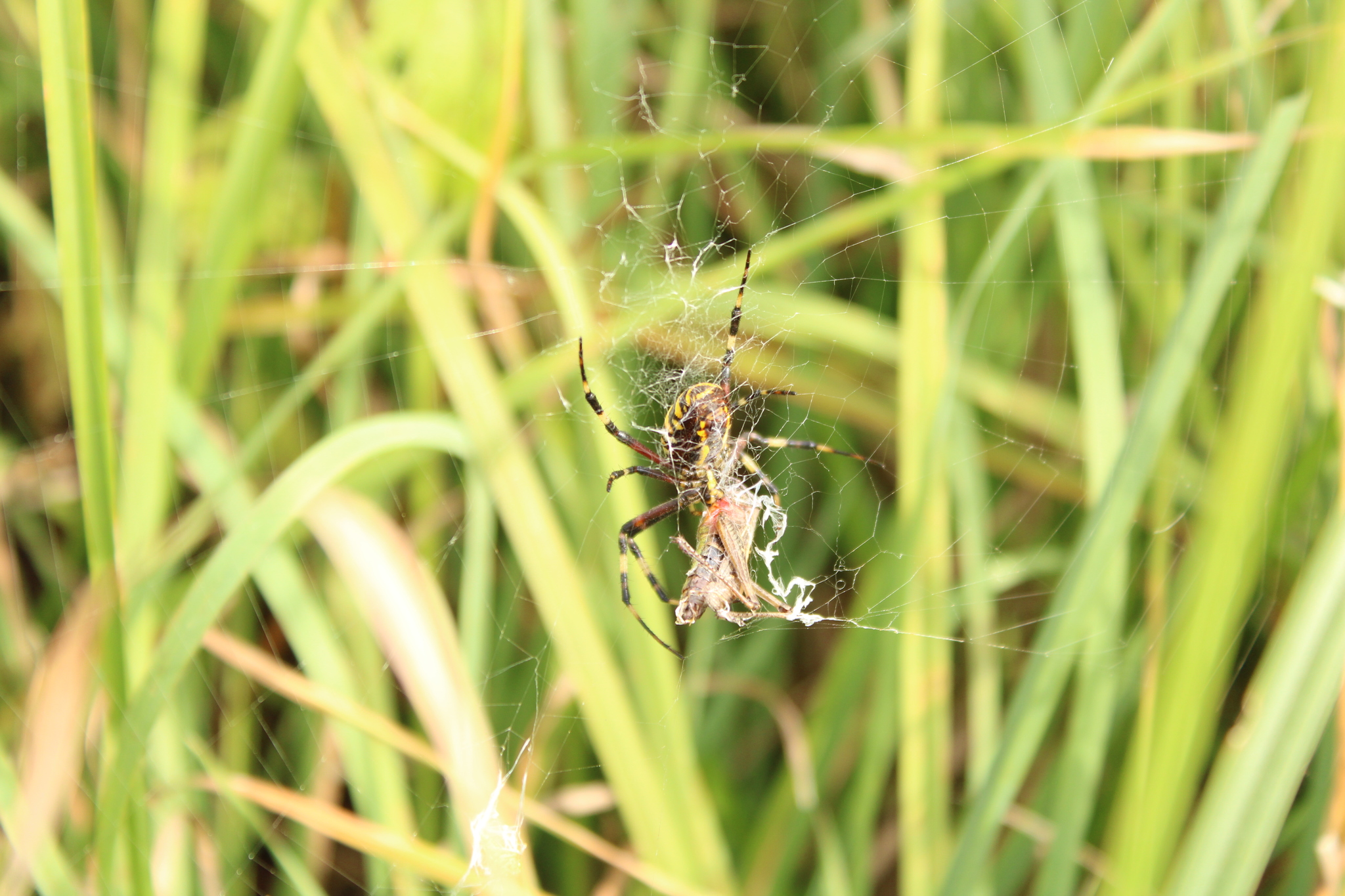 Photos of spider glasses from an arachnophobe - My, I want criticism, The photo, Spider, Longpost