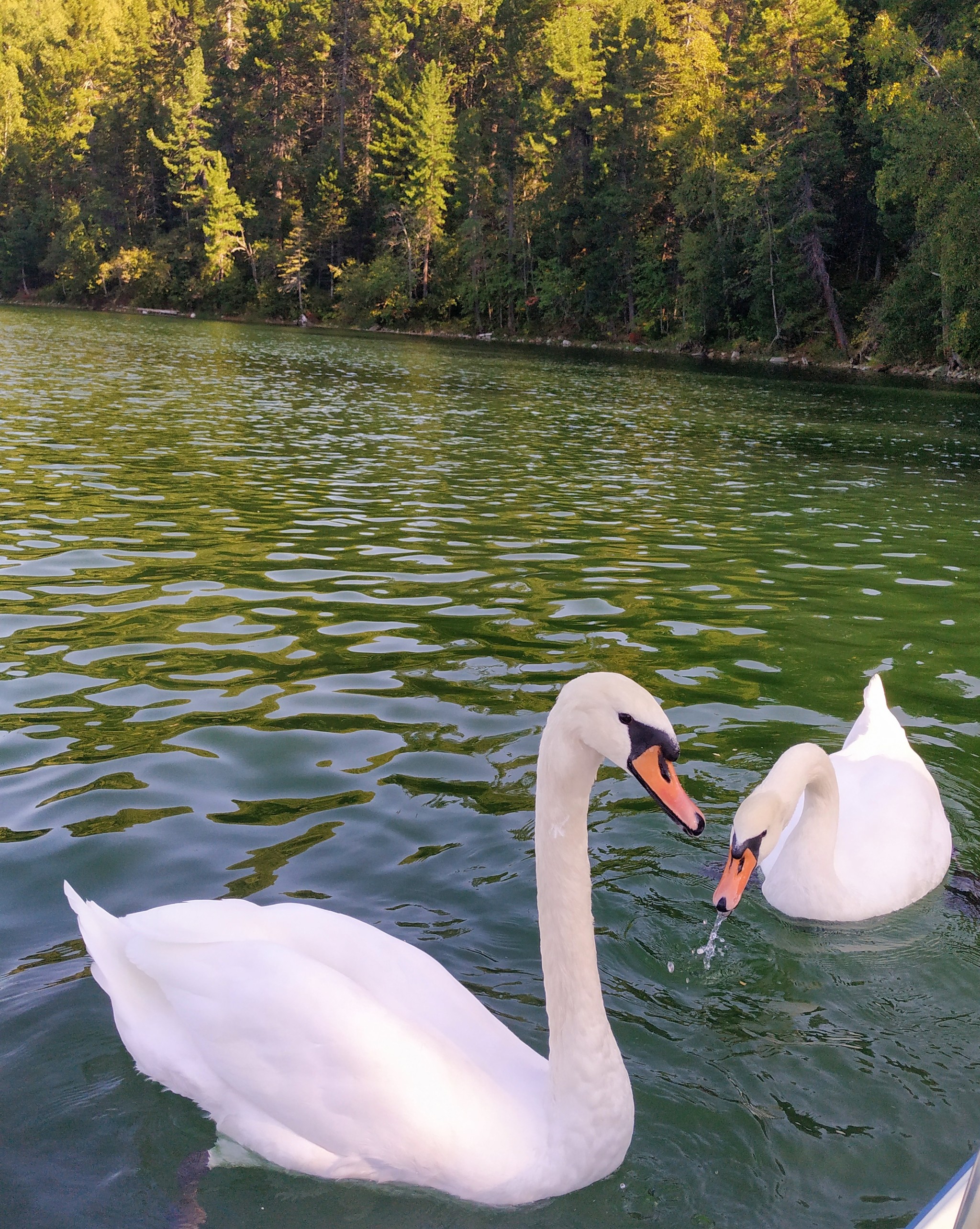 ECOPARK SNezhnoye (Baikal) - My, Baikal, Lake, Swan Lake, Warm lakes, Travels, Travel across Russia, Longpost