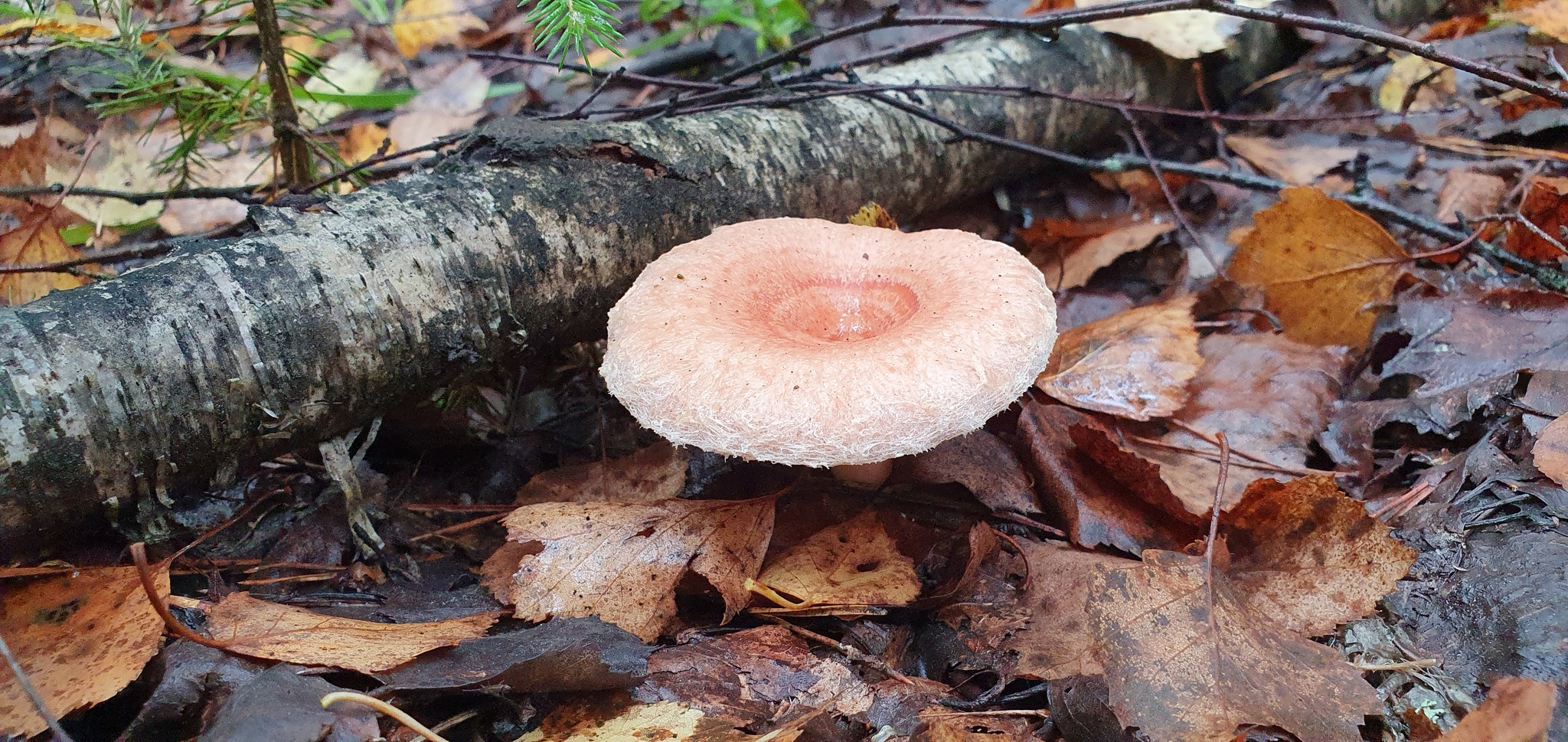 Got out into the forest #5 - My, Mushrooms, Forest, Porcini, Boletus, Video, Longpost, Vladimir region, The photo