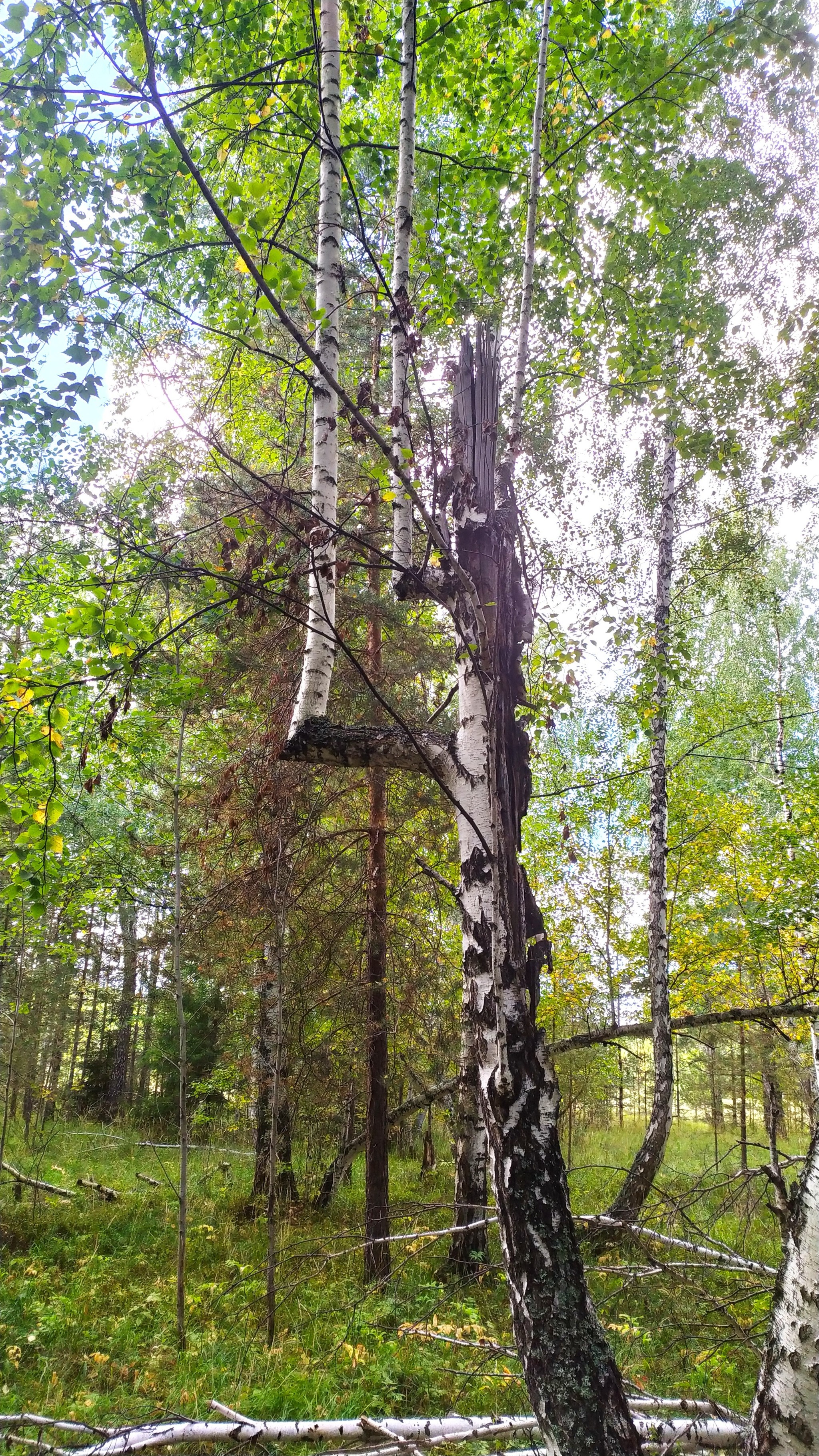 Birch itself knows how to - My, Birch, Forest, Tree, Branch