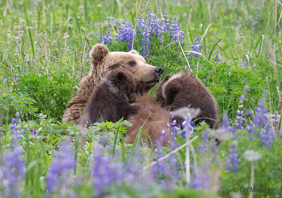 Feeding the cubs - The Bears, Teddy bears, Feeding, Wild animals, Nature, The photo