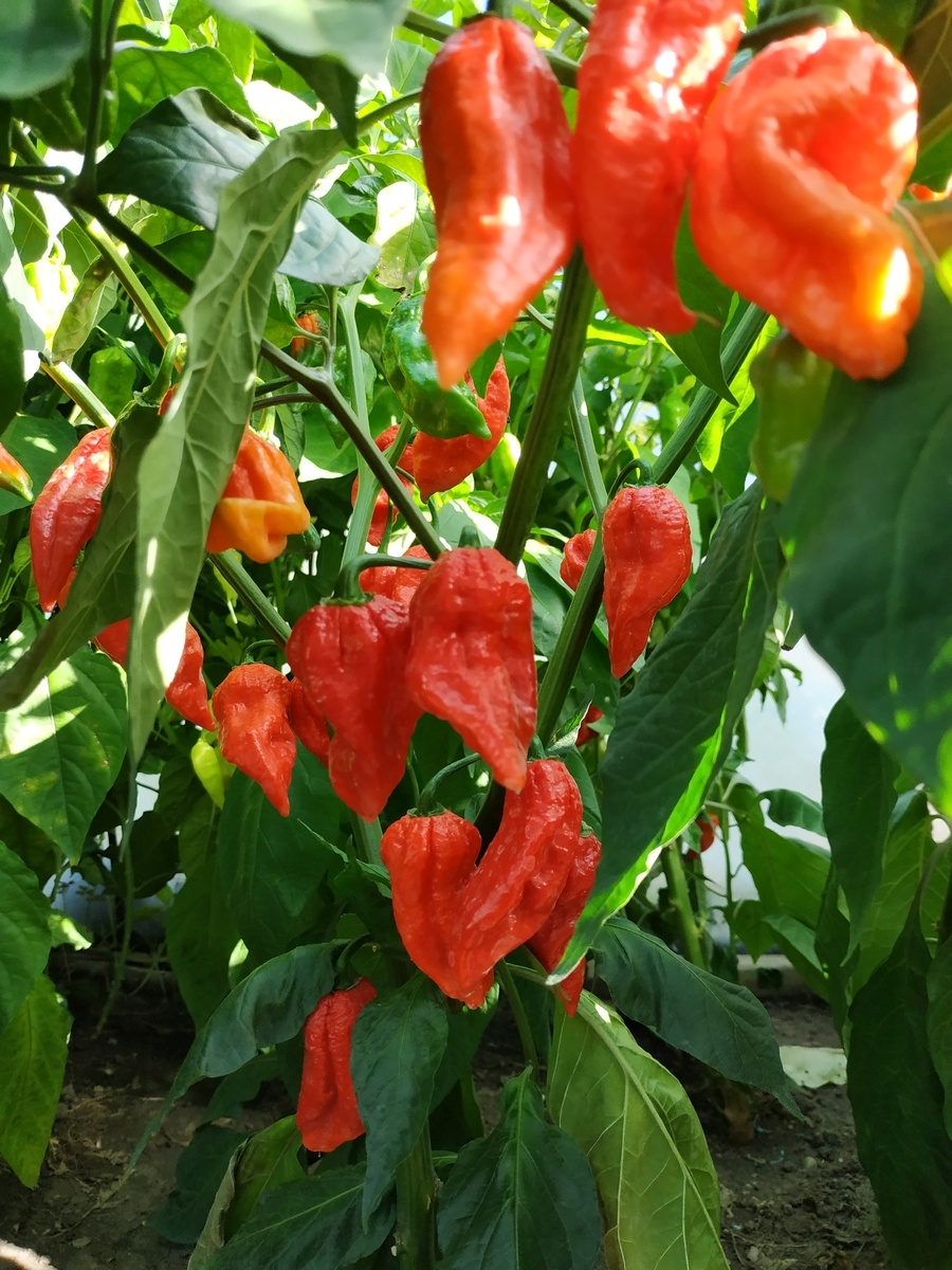 My first harvest of Habanero and Bhut Jolokia - My, Pepper farming, Hot peppers, Habanero, Bhut Jolokia, Longpost