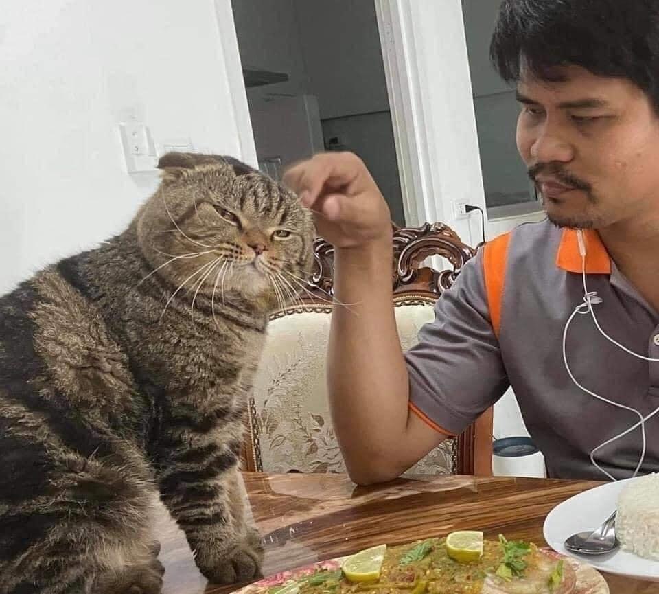 When the cat stole your husband from you - cat, Husband, Longpost, Asians