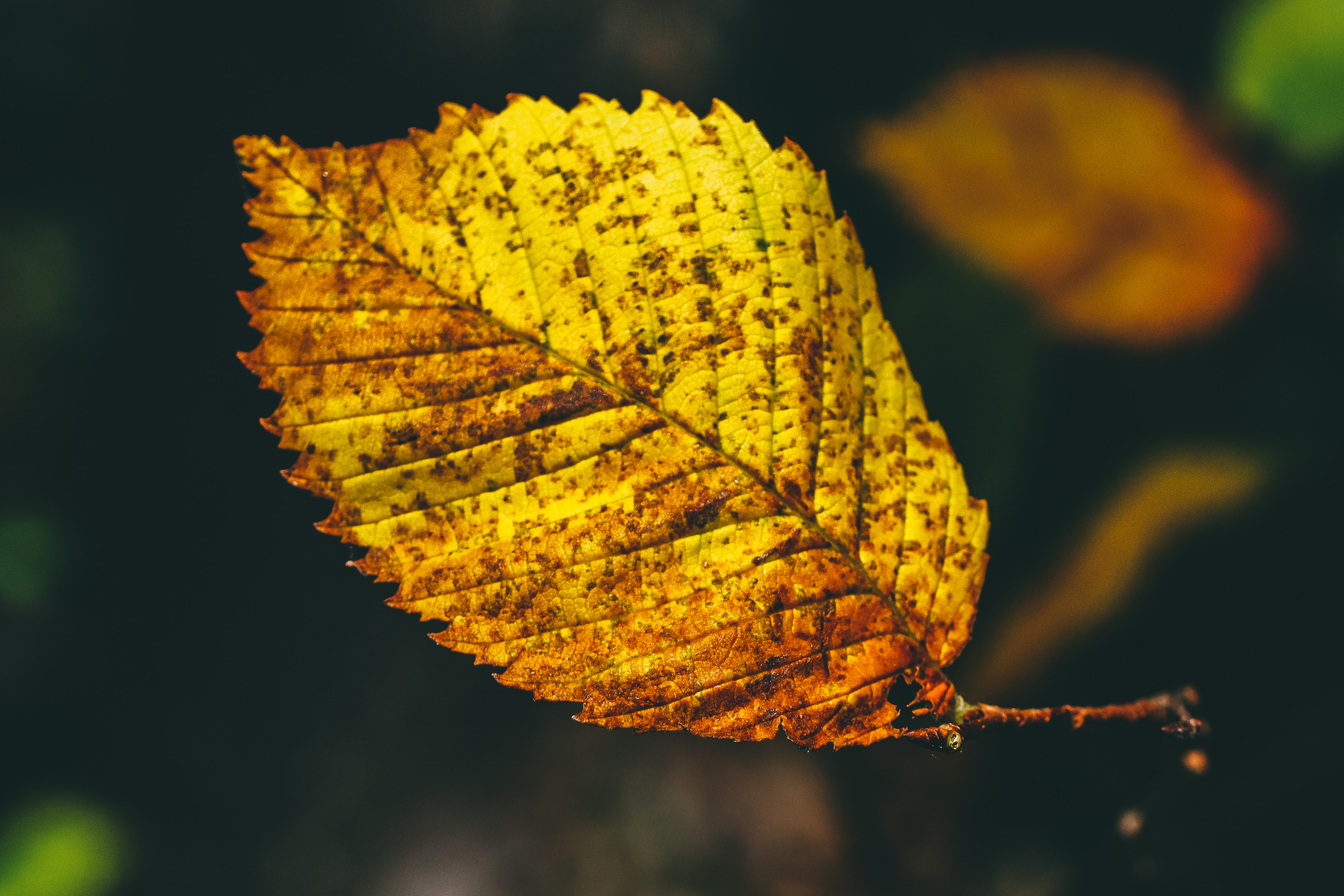 Autumn sketches - My, The photo, Nature, Canon 800D, Lilies of the valley, Longpost, Plants