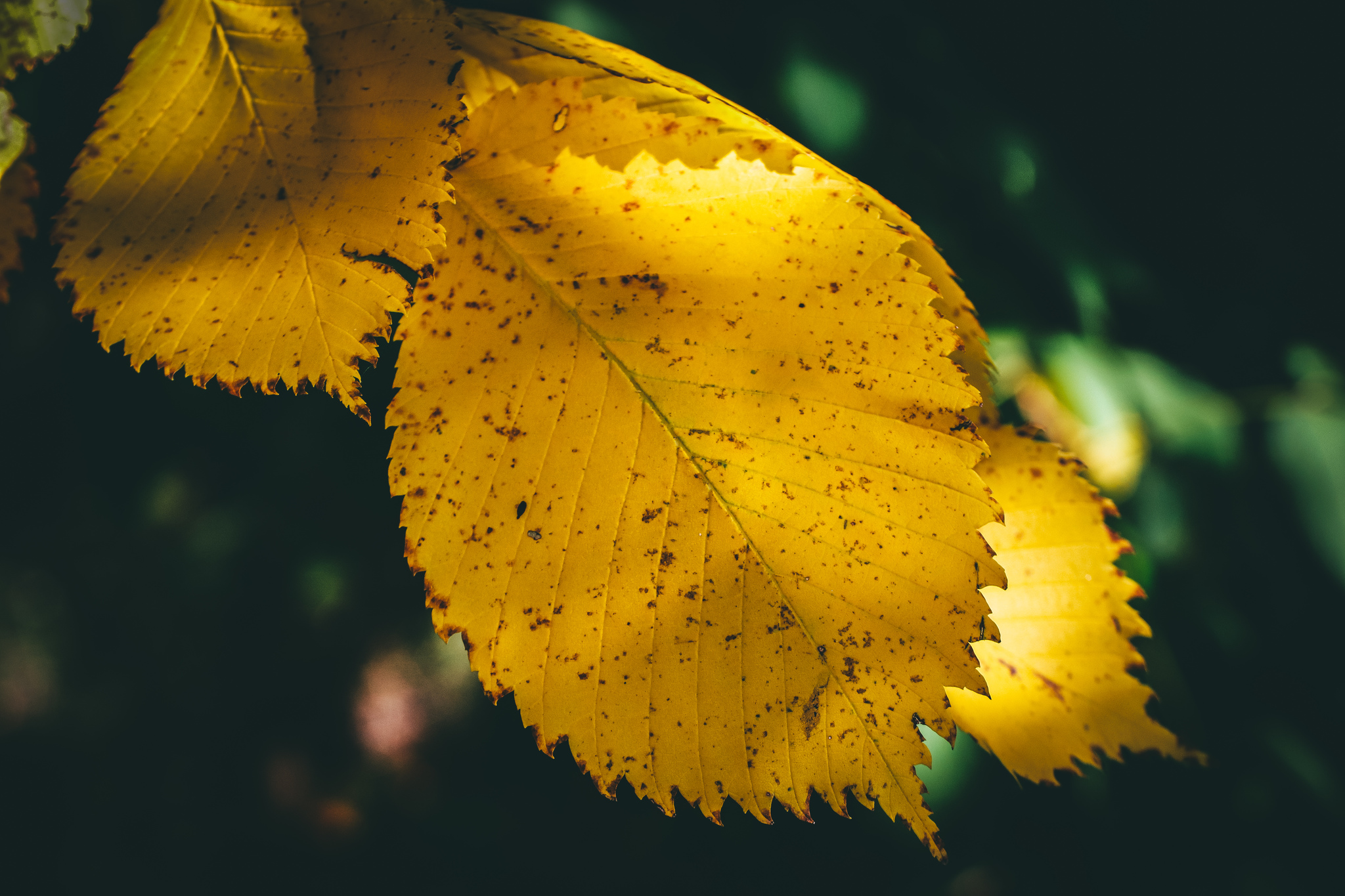 Autumn sketches - My, The photo, Nature, Canon 800D, Lilies of the valley, Longpost, Plants