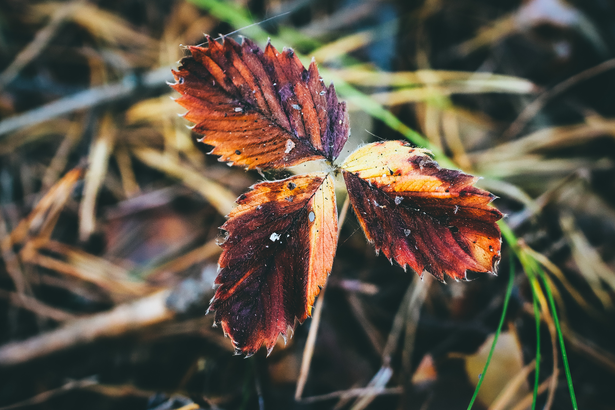 Autumn sketches - My, The photo, Nature, Canon 800D, Lilies of the valley, Longpost, Plants