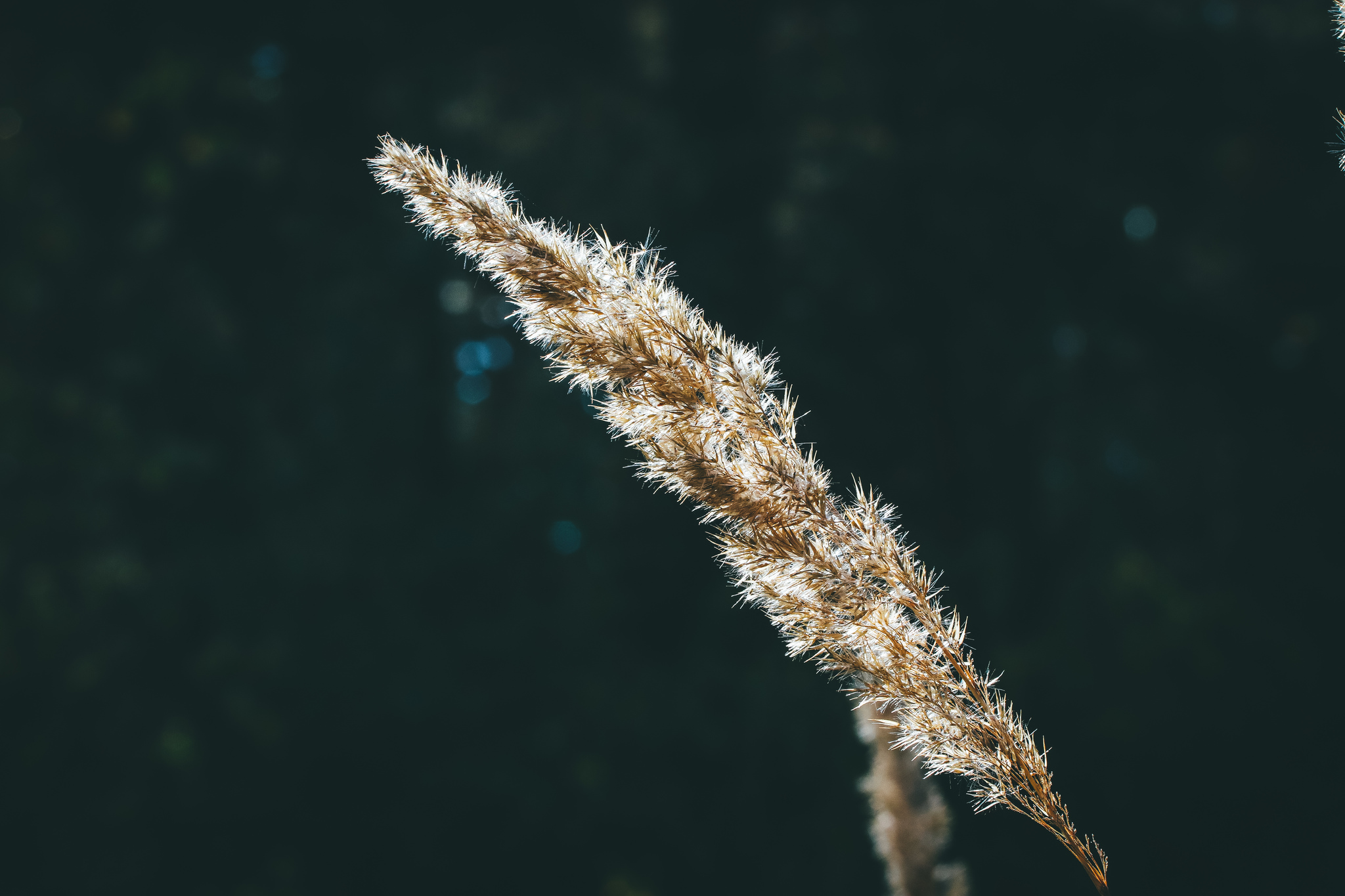 Autumn sketches - My, The photo, Nature, Canon 800D, Lilies of the valley, Longpost, Plants