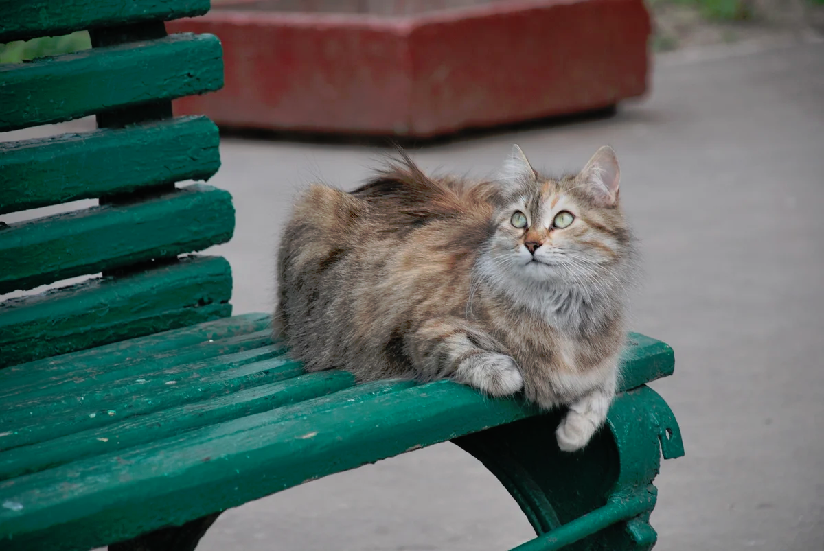 Bench - My, Benches, Story, A life, Life stories, Philosophy, Kindness, Milota, Soul, People, Longpost, Author's story