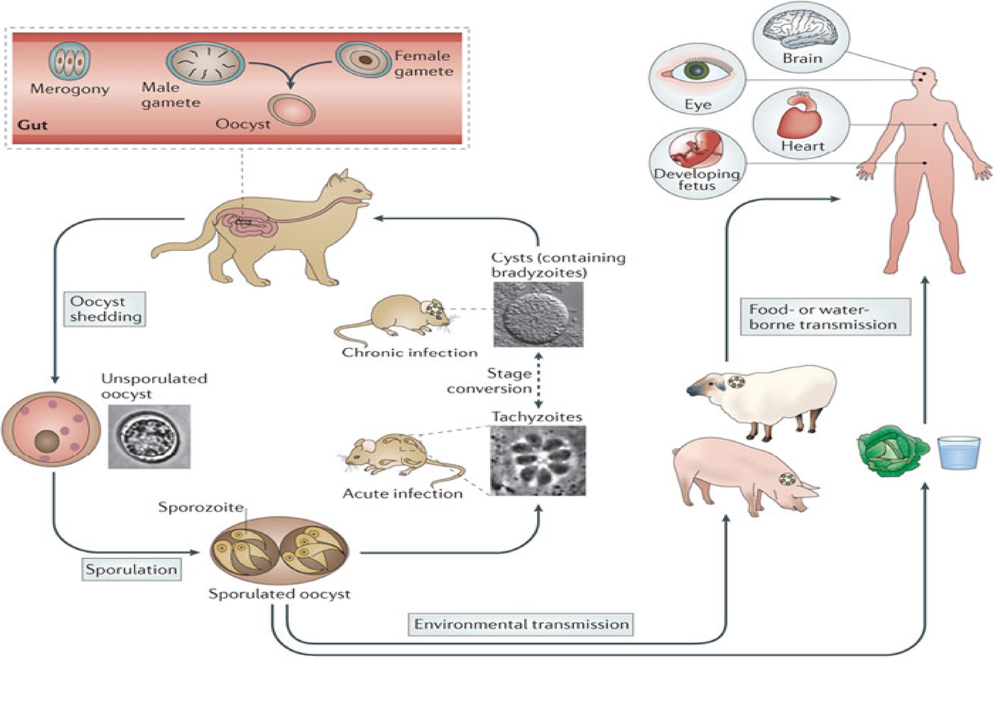 Parasites. Part 6. Bullfighting with immunity - Parasites, Sleeping sickness, Malaria, Toxoplasmosis, Longpost