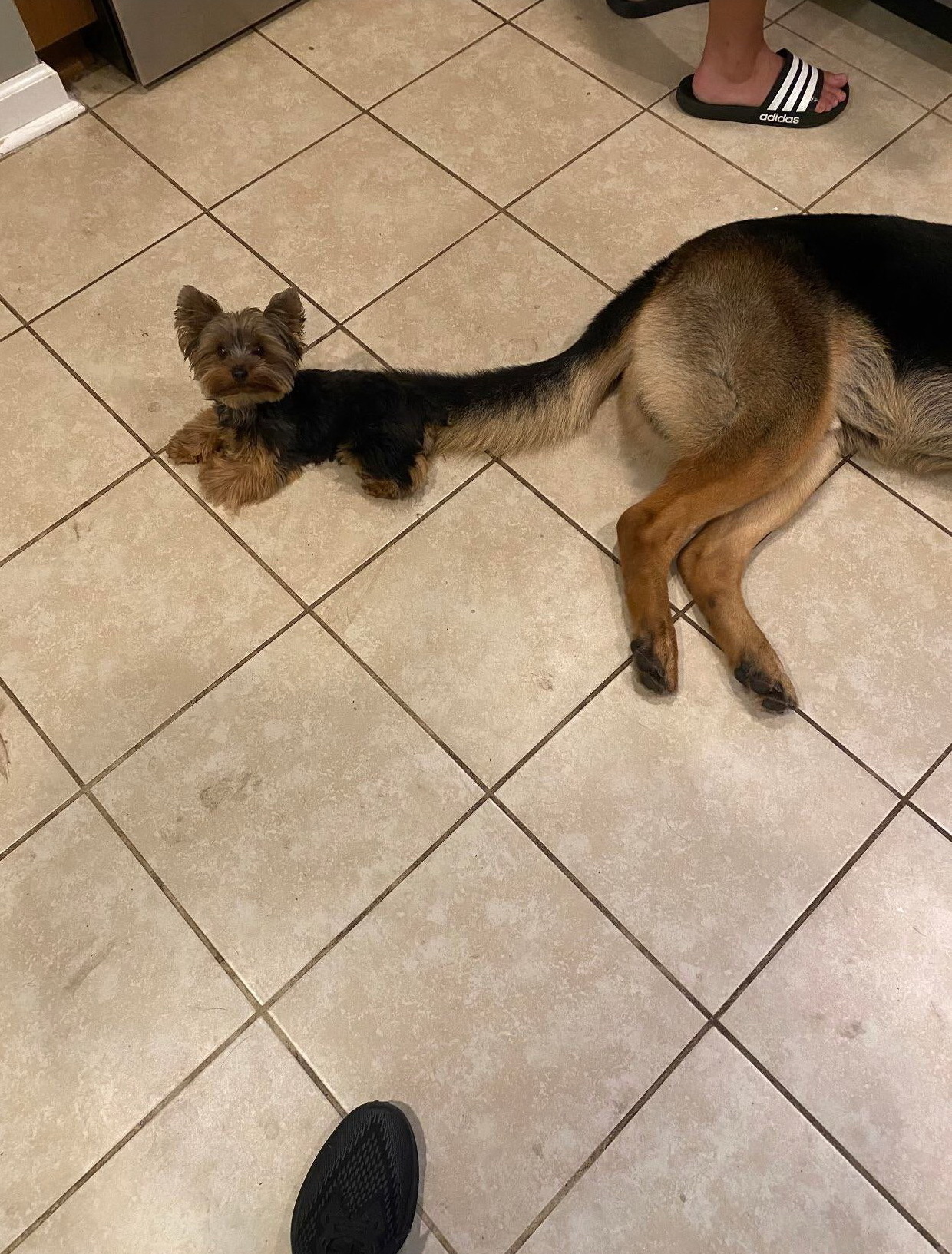 Docking - Dog, Tail, German Shepherd, Yorkshire Terrier, Milota