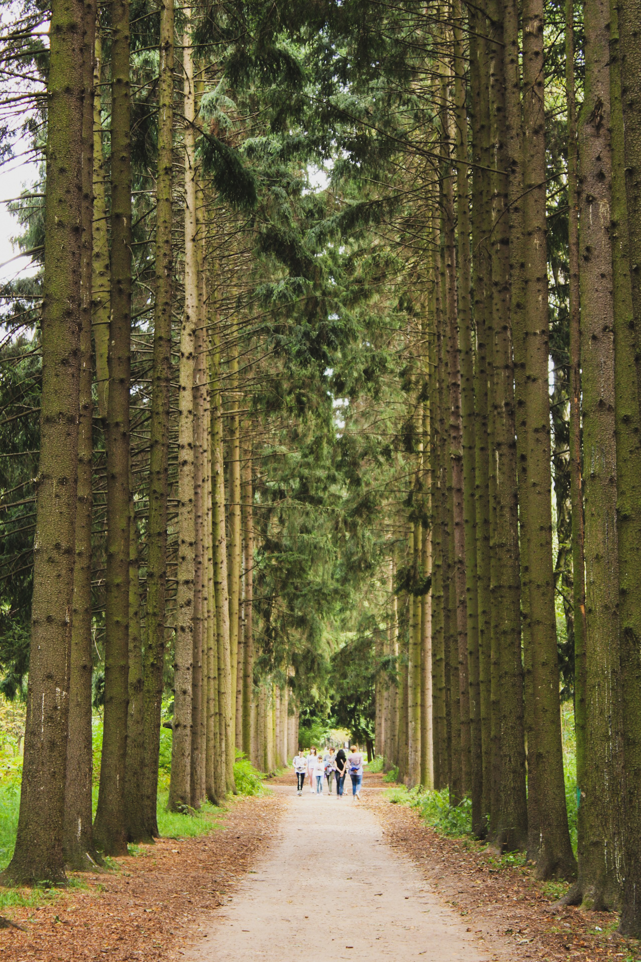 Alleys of the Biryulevsky Arboretum - My, Canon, The park, Moscow, Biryulyovo Vostochnoye, Nature, Longpost