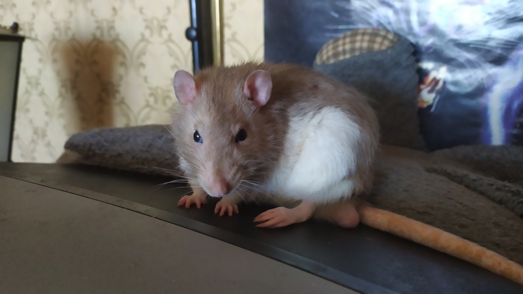 Rat everyday life #10 - My, Rat, Rat Chronicles, Pets, Milota, Animals, Longpost