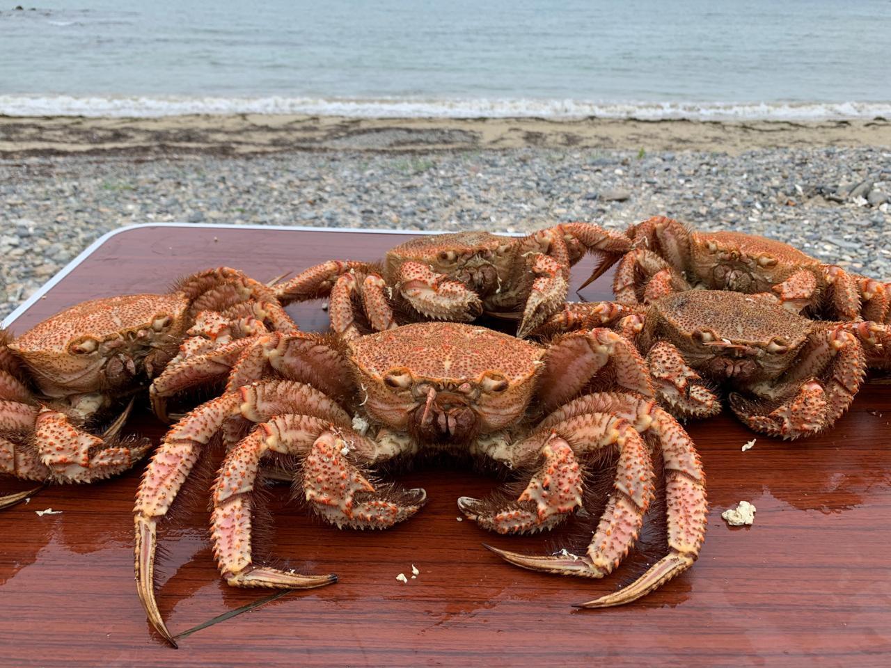 Spiders of Primorye - My, Primorsky Krai, Crab