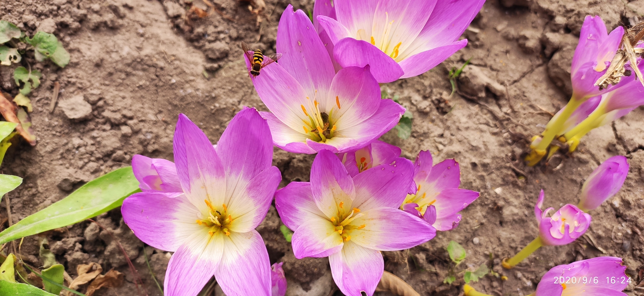 Autumn pleases with beauty - My, Flowers, Autumn, Dacha