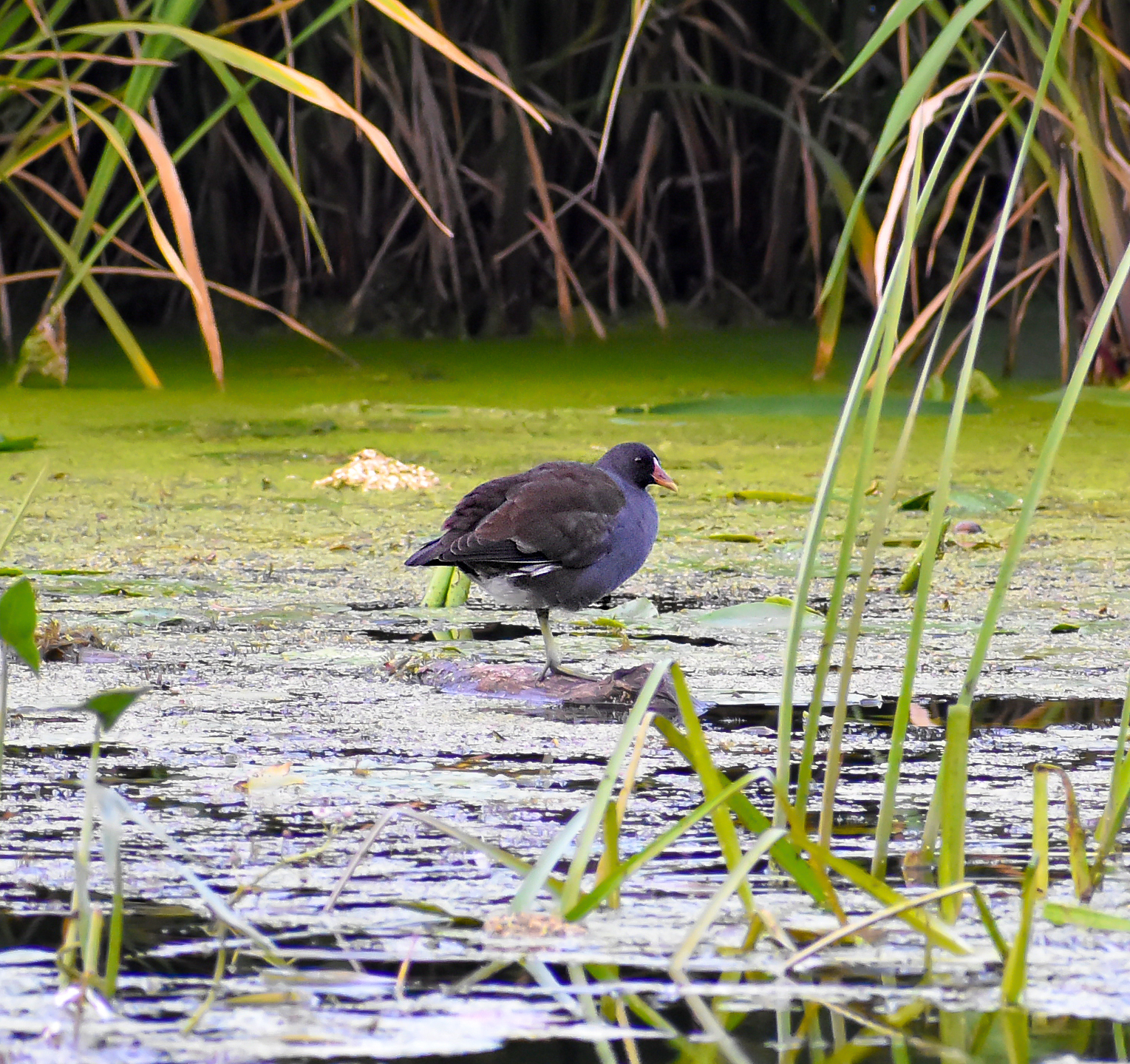 Various photos for 2018 - My, Ornithology, Birds, Nature, Schelkovo, Photo hunting, Hobby, Longpost