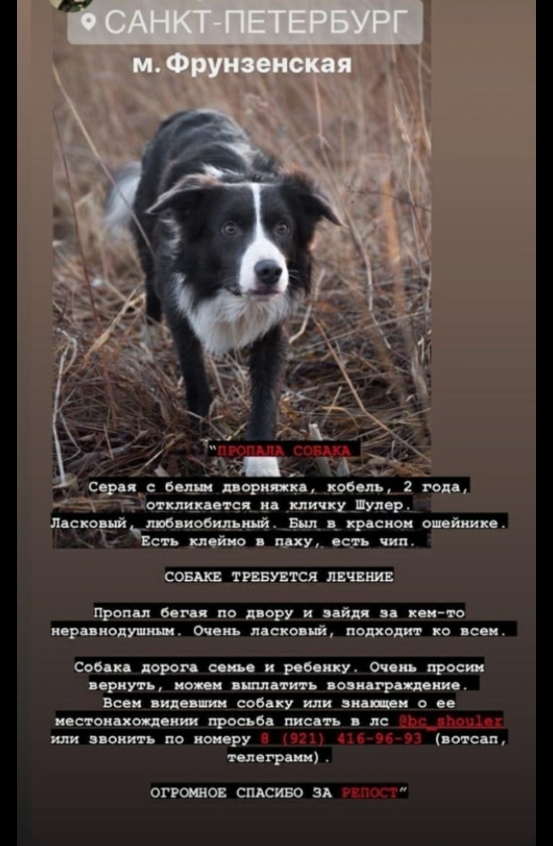 Peter! Looking for a dog - Dogs and people, The dog is missing, Search, Pets, Saint Petersburg, Help, Longpost, No rating, Dog