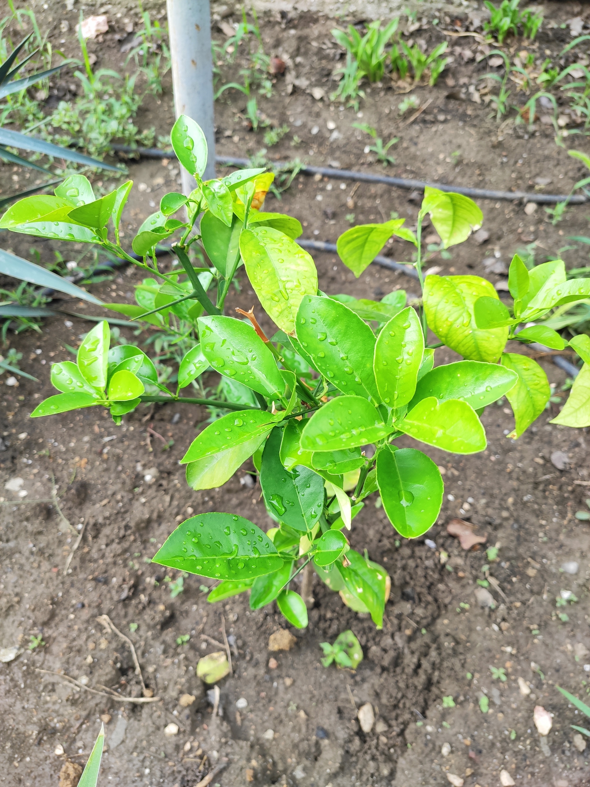 Reply to the post “Oranges on the windowsill” - My, Orange, Citrus, The photo, Garden, Plants, Reply to post, Longpost