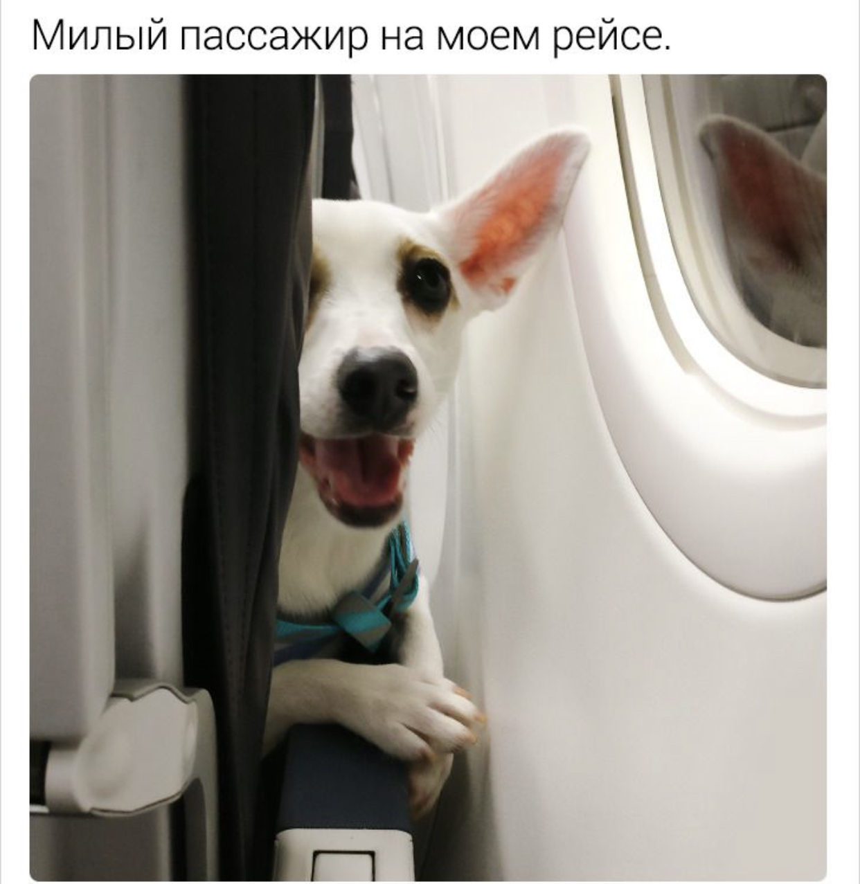 Cute neighbor - Dog, Milota, Neighbours, Airplane