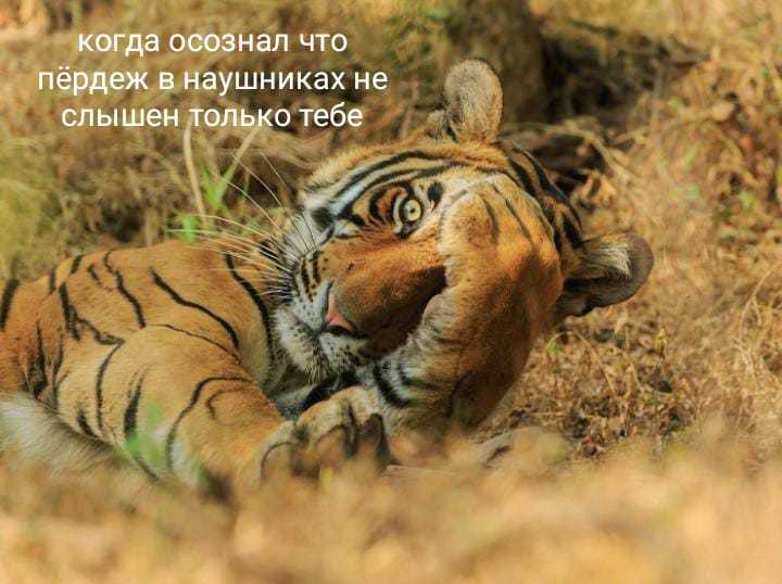 Vital - My, Tiger, Memes, The photo, Humor, Animals