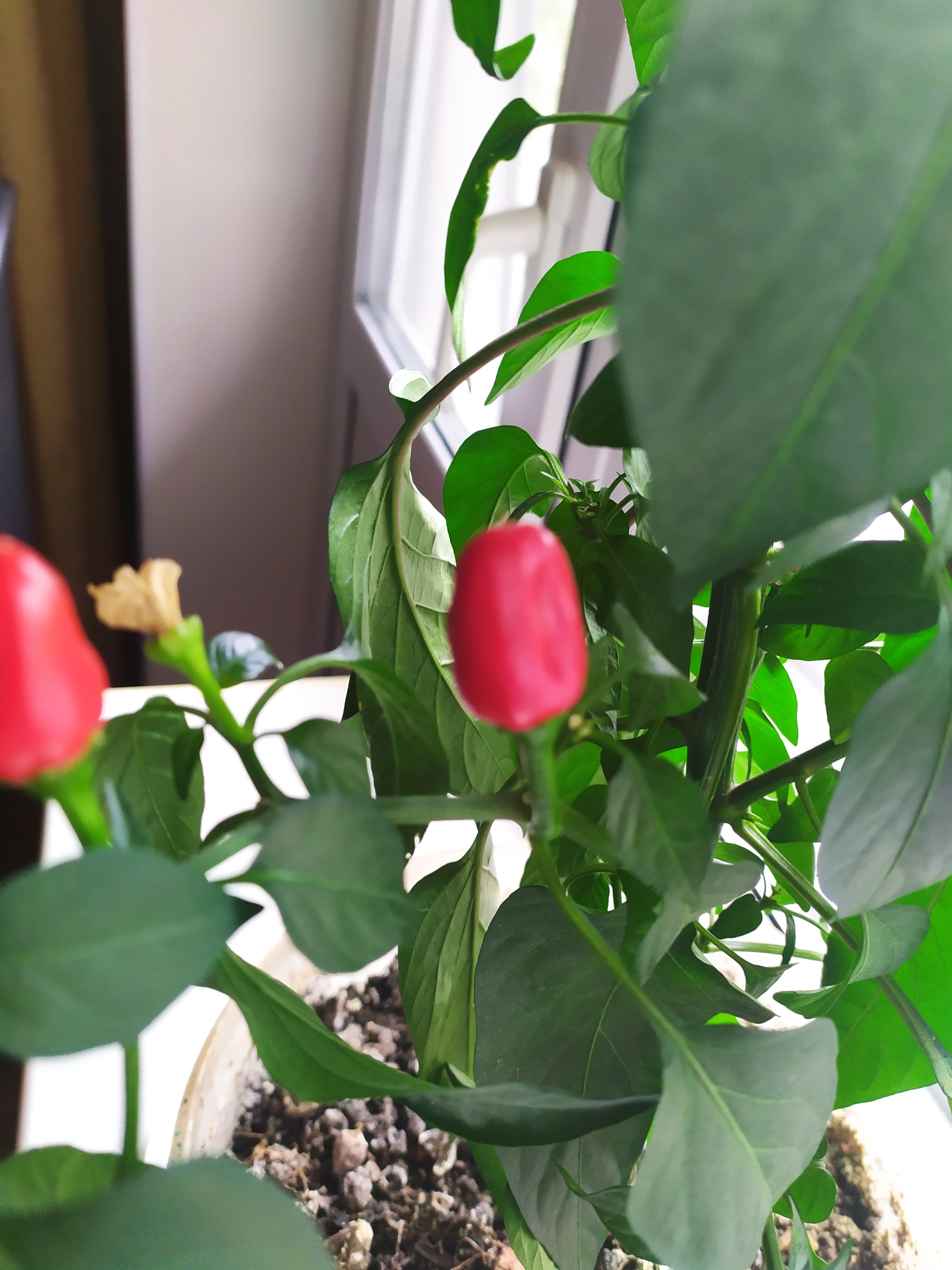 Tell me what variety it is - My, Pepper, Help, Longpost