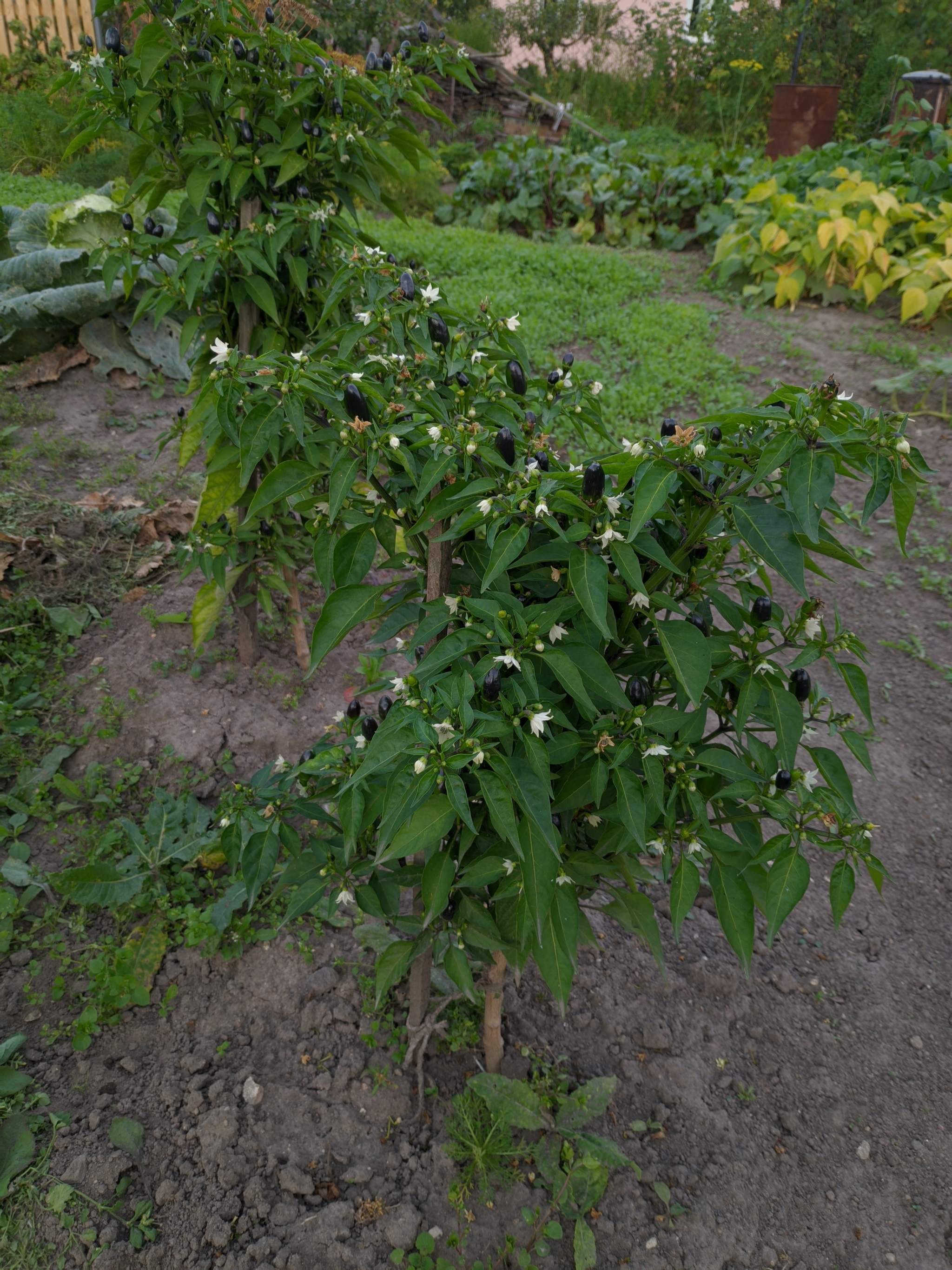 Reply to the post “Harvest of hot peppers” - My, Harvest, Pepper, Garden, Reply to post, Longpost