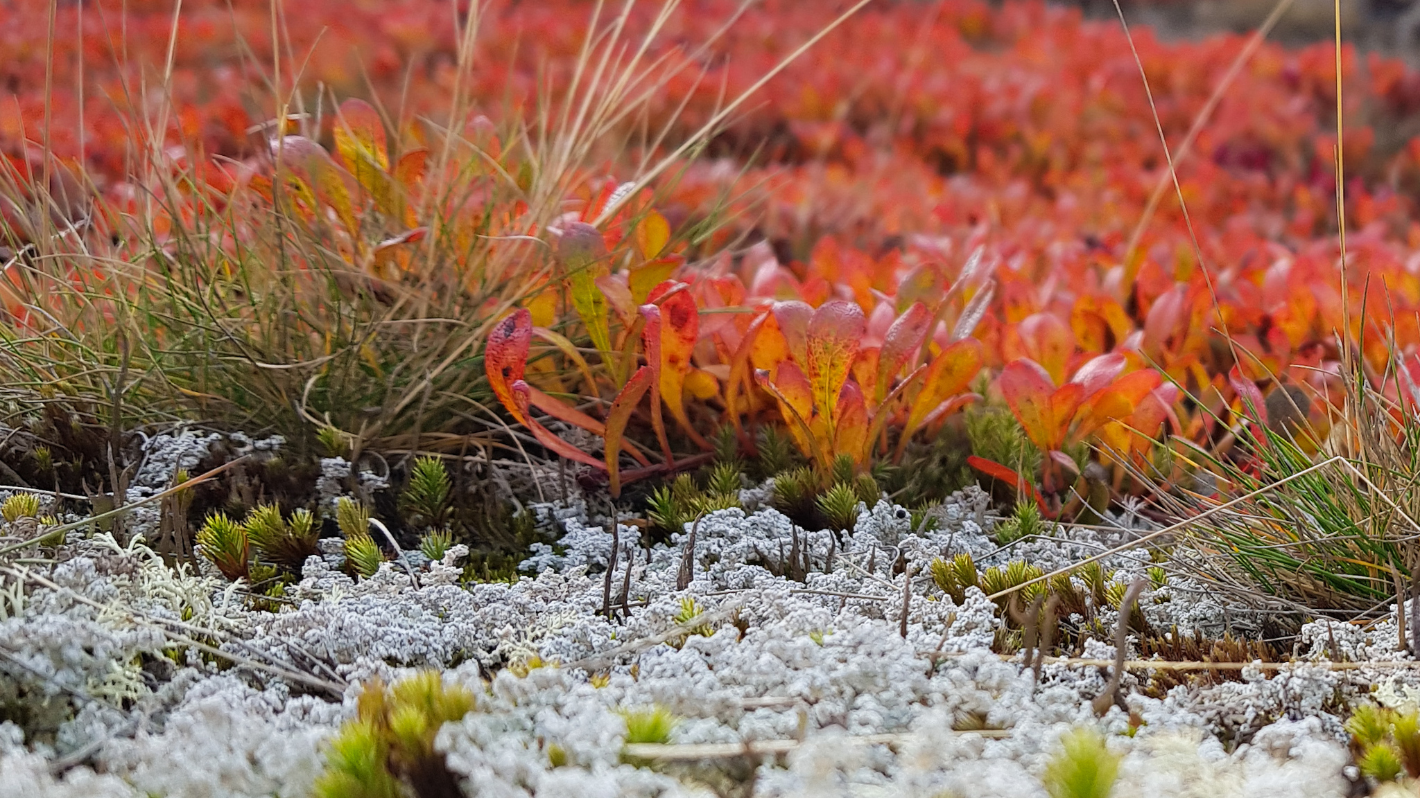 Colors of northern autumn. Yamal 2020 - My, Mobile photography, Beginning photographer, Yamal, Autumn, pros, Longpost, Nature, beauty of nature