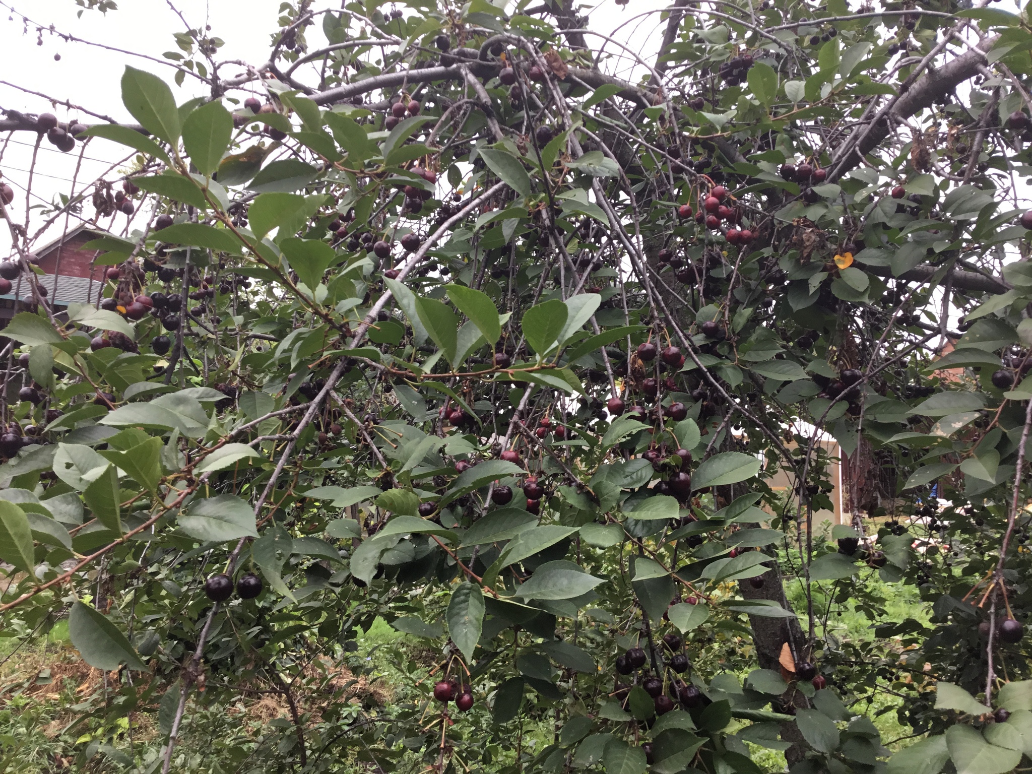 The cherries are ripe in Uncle Vanya's garden - My, Cherry, Harvest, Laziness, Longpost