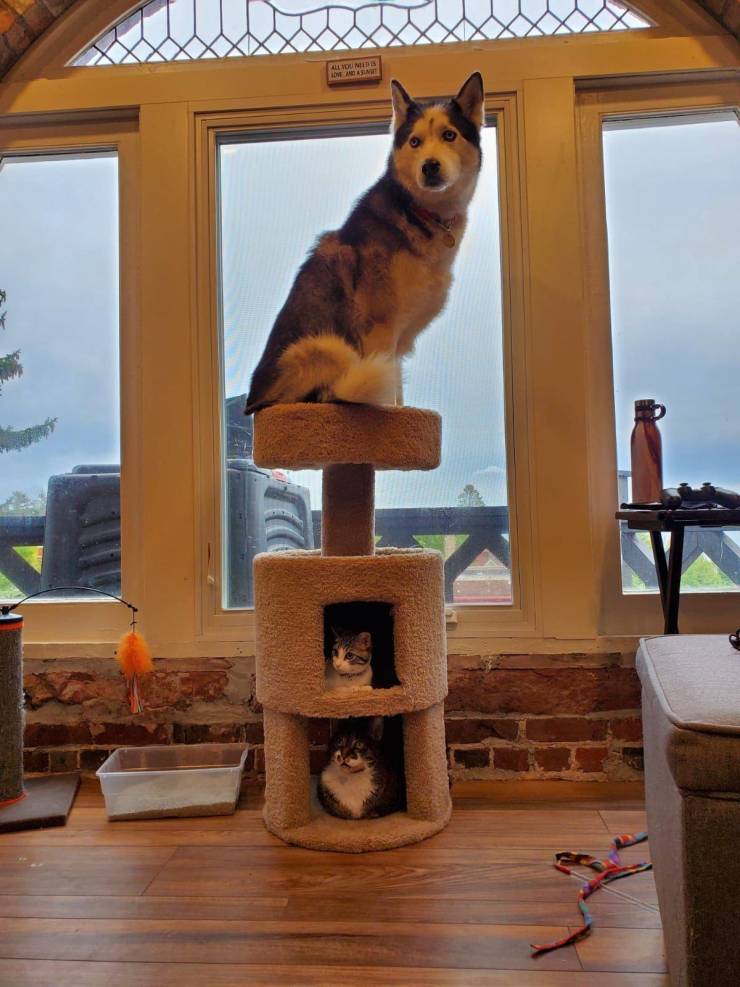 Hierarchy - cat, Dog, Cats and dogs together, cat house, Height, Vertex, Milota