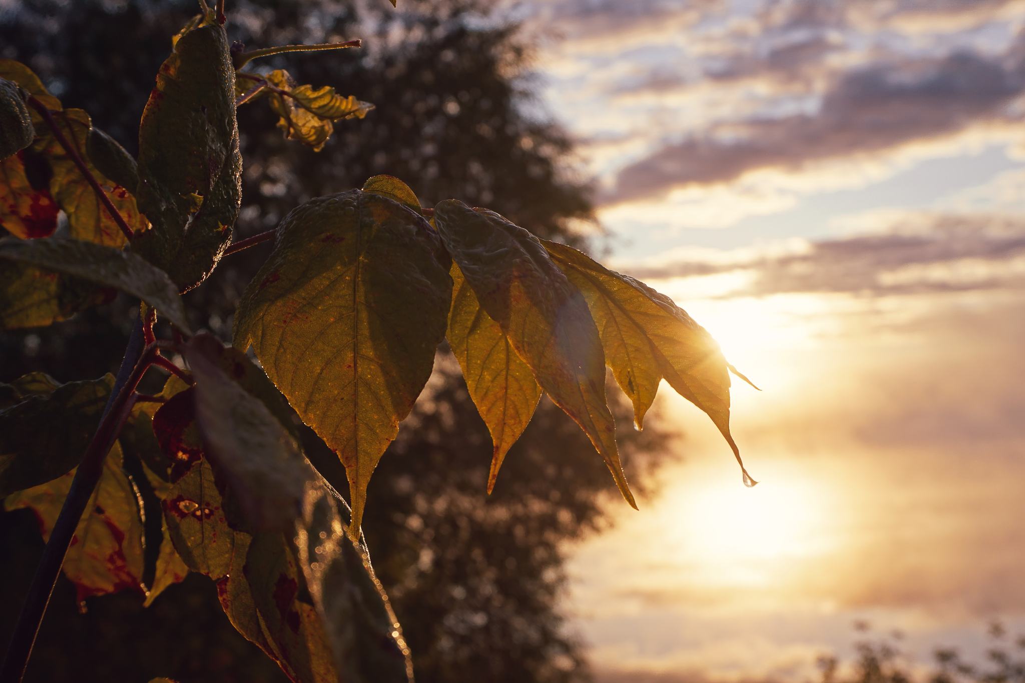 Misty dawn - My, The photo, Sony, Longpost, Nature