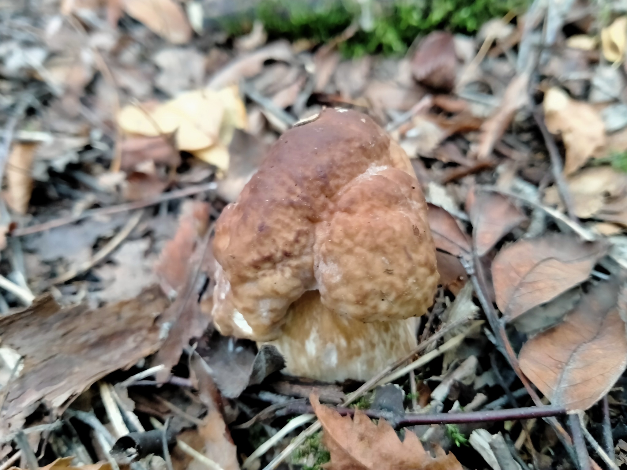 Another silent hunt - My, Mushrooms, Silent hunt, Longpost