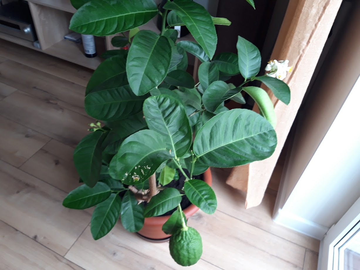 Lemon - My, Lemon, Houseplants, Citrus, Longpost