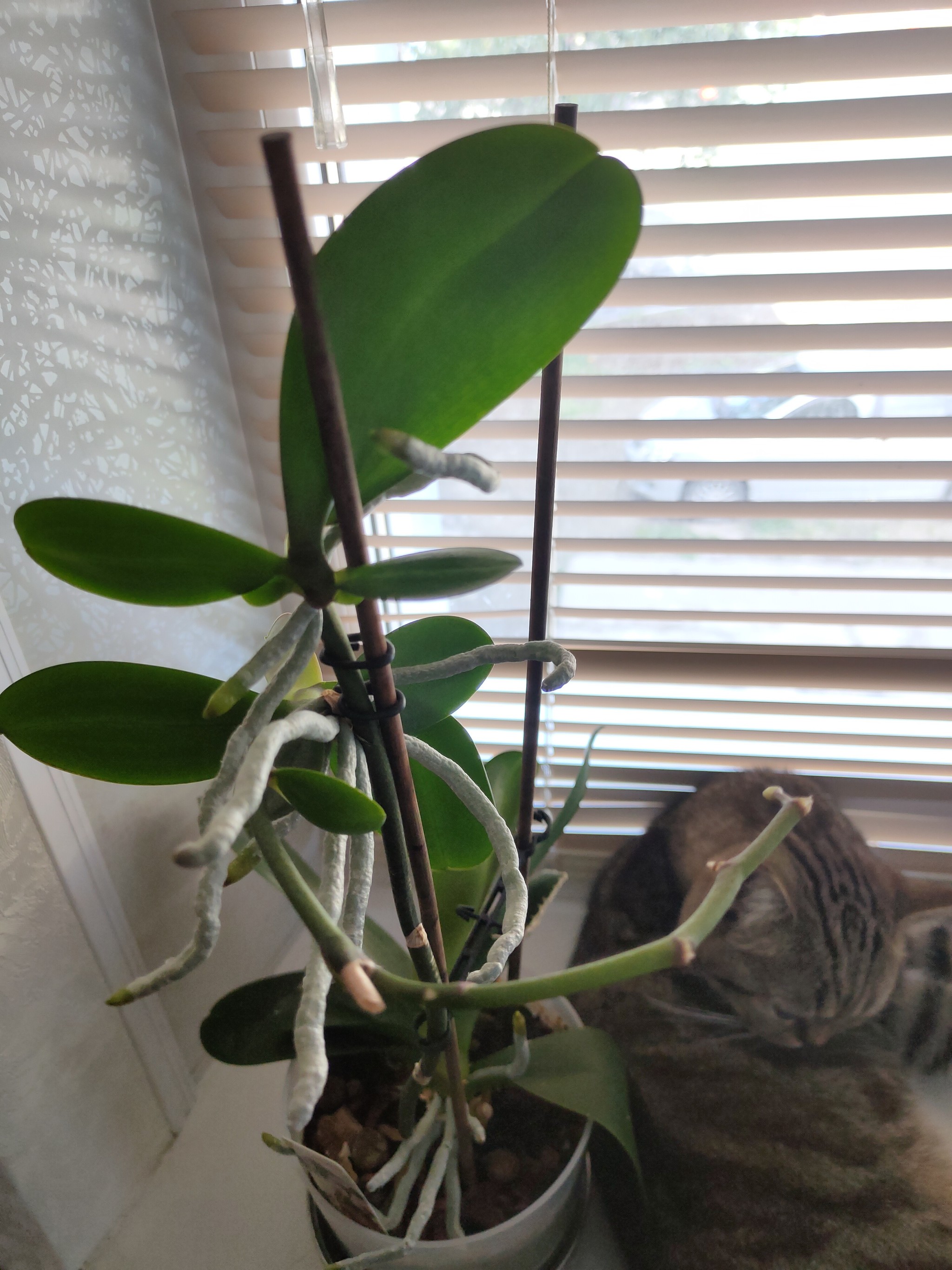 Orchid and its aerial roots - Houseplants, Phalaenopsis, Orchids, Need advice, Longpost