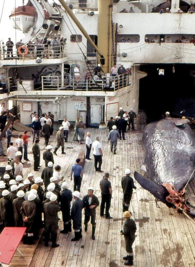 Whalers - the USSR, Fishing, Mining, Whaler, Longpost, Retro, The photo, Black and white photo, Old photo, Whale