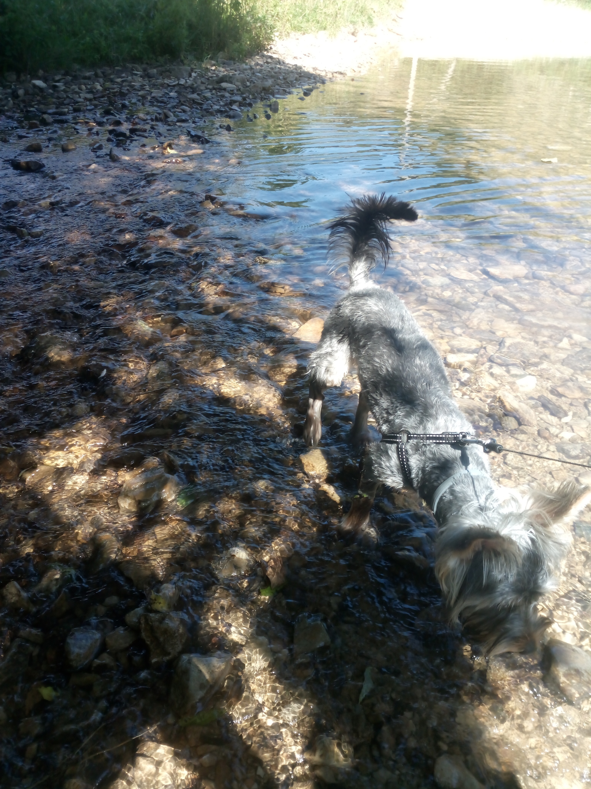 City guy in the mountains - My, The mountains, Yorkshire Terrier, Walk, Longpost