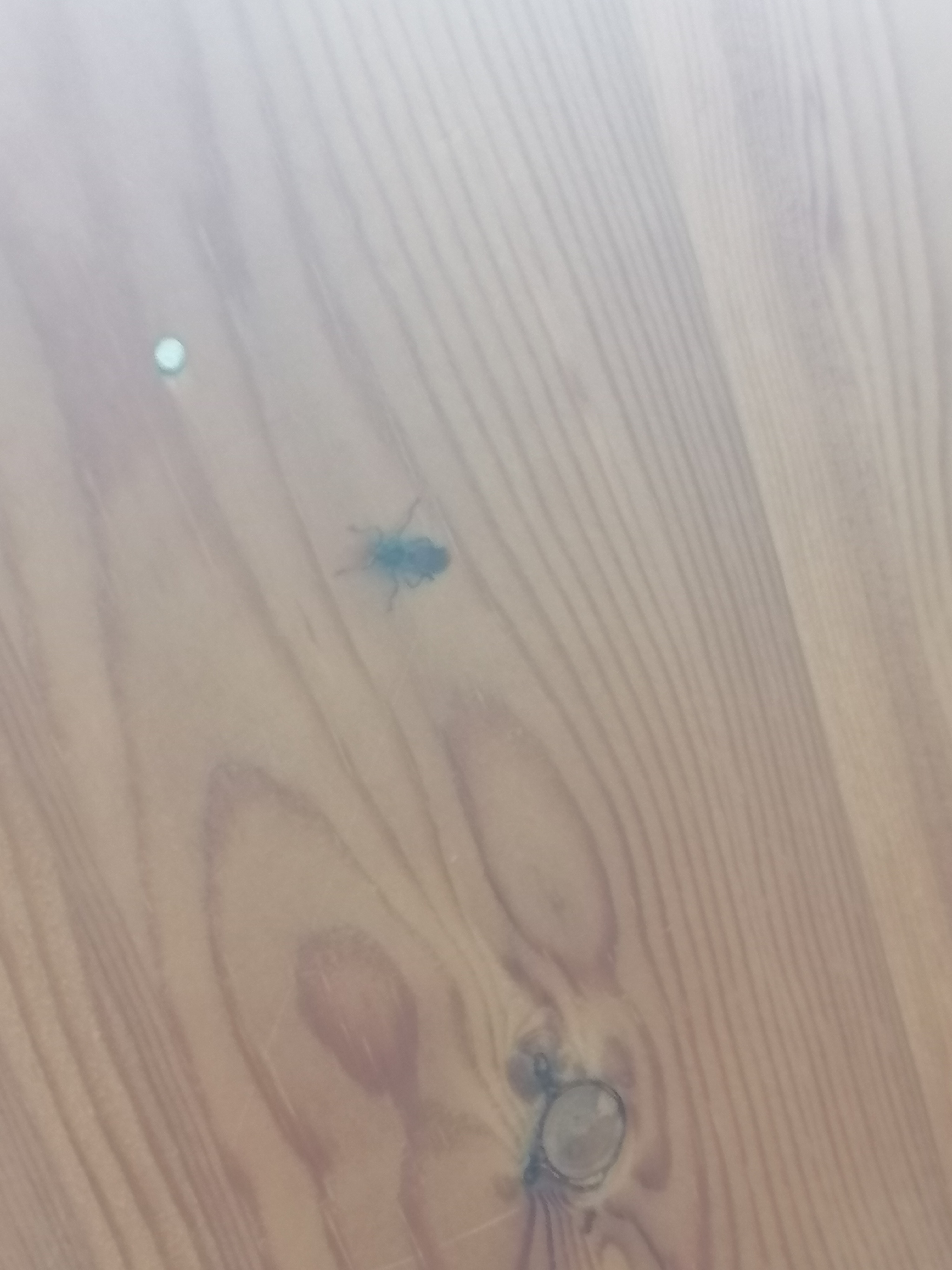 What kind of fly is this?!? - My, Help, Creatures, Longpost