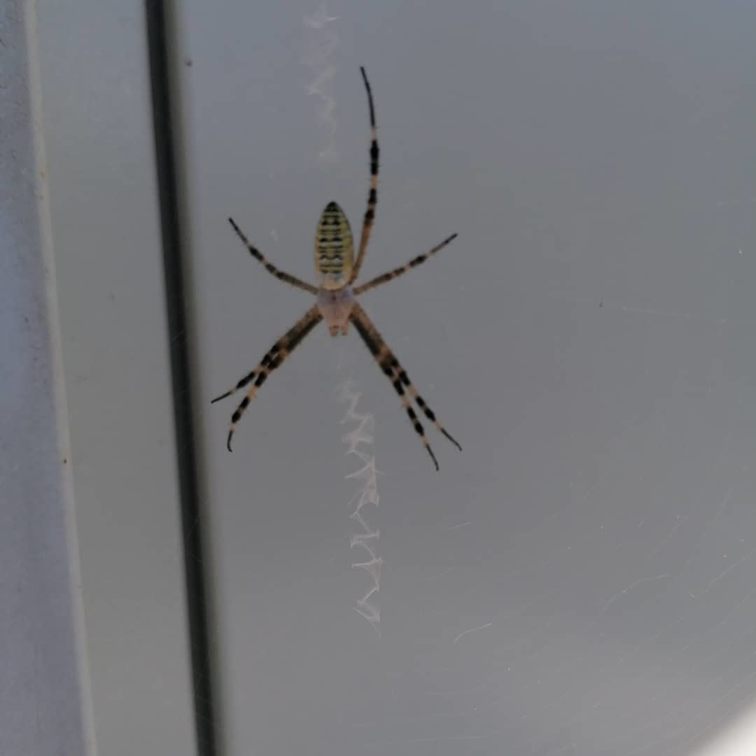 Lovely creatures! - My, Spider, Animals, Nature