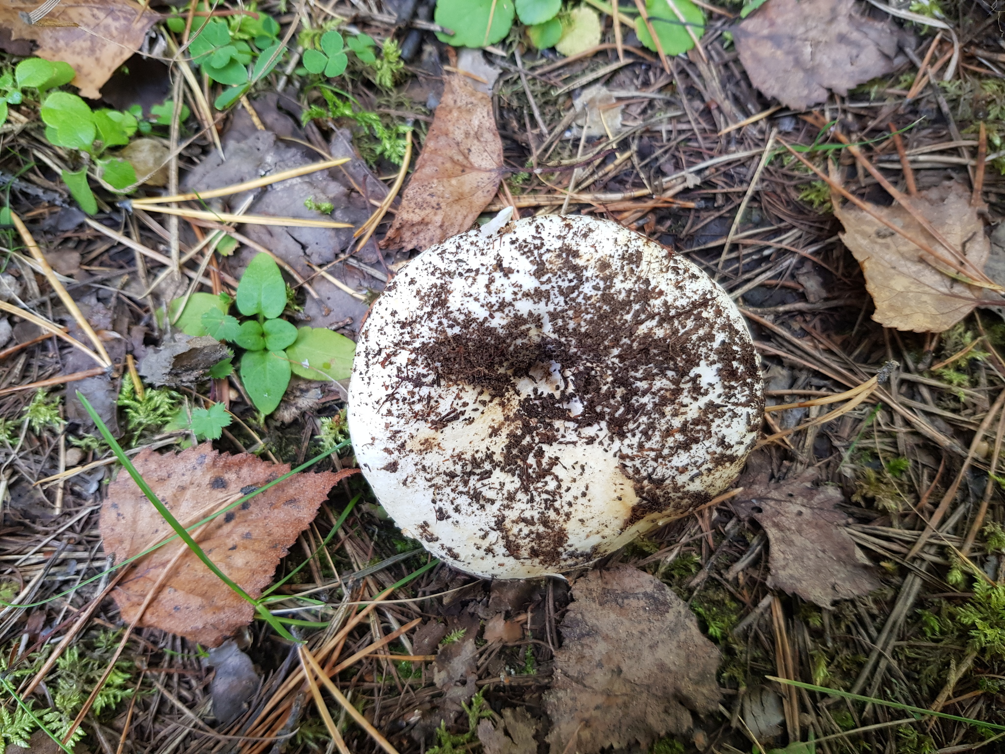 Question for knowledgeable mushroom pickers - My, Mushrooms, Silent hunt, Nature, Forest, Longpost