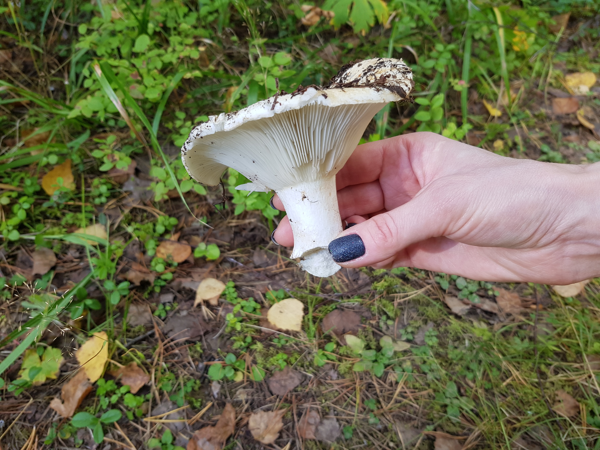 Question for knowledgeable mushroom pickers - My, Mushrooms, Silent hunt, Nature, Forest, Longpost