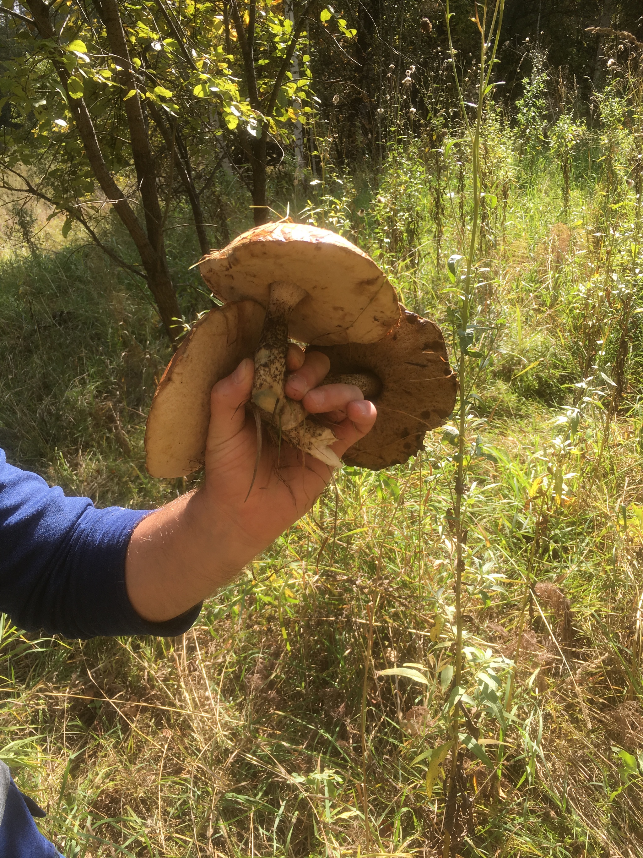 Some mushrooms from Novosibir for your feed - My, Mushrooms, Forest, Silent hunt, Photo on sneaker, Longpost, Novosibirsk